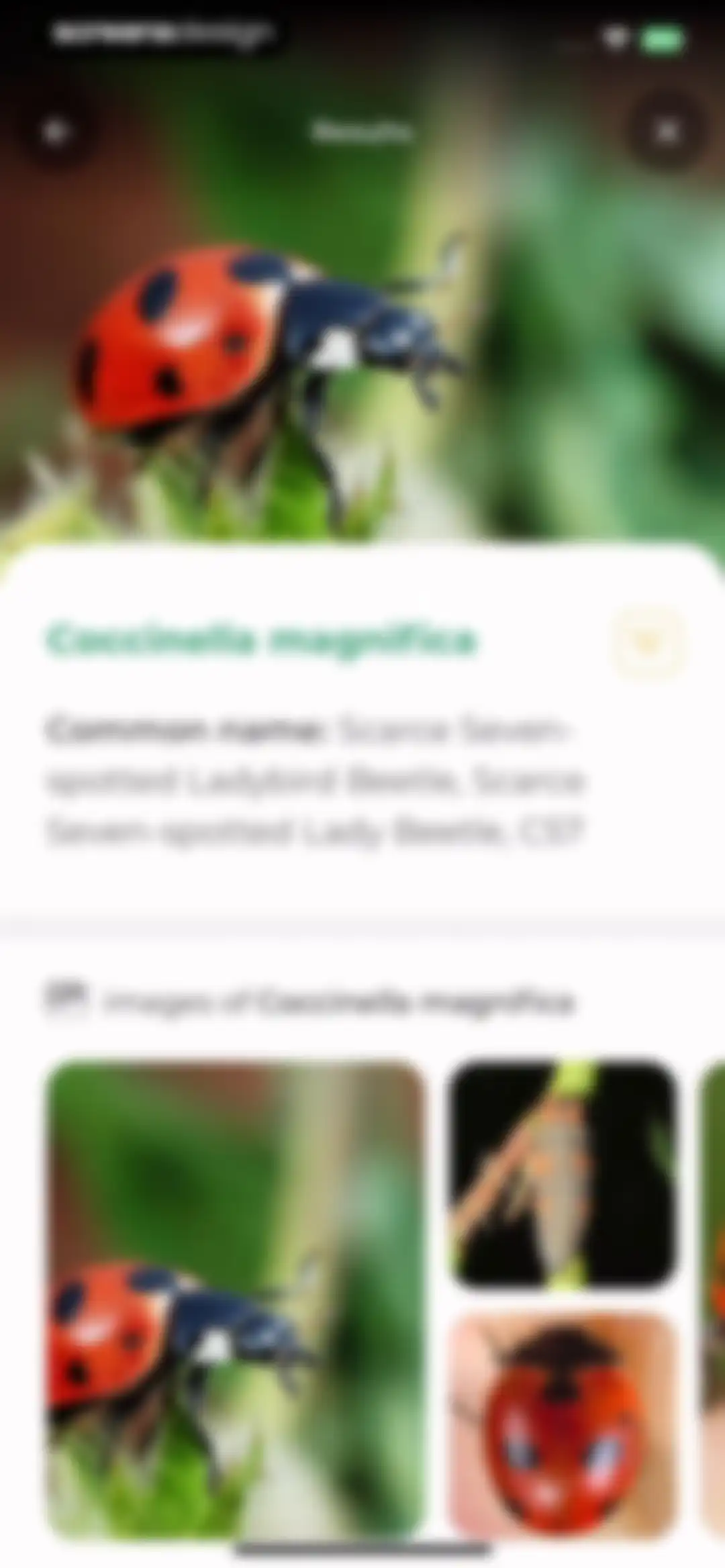 Plant Identifier: LeafSnap screen 74