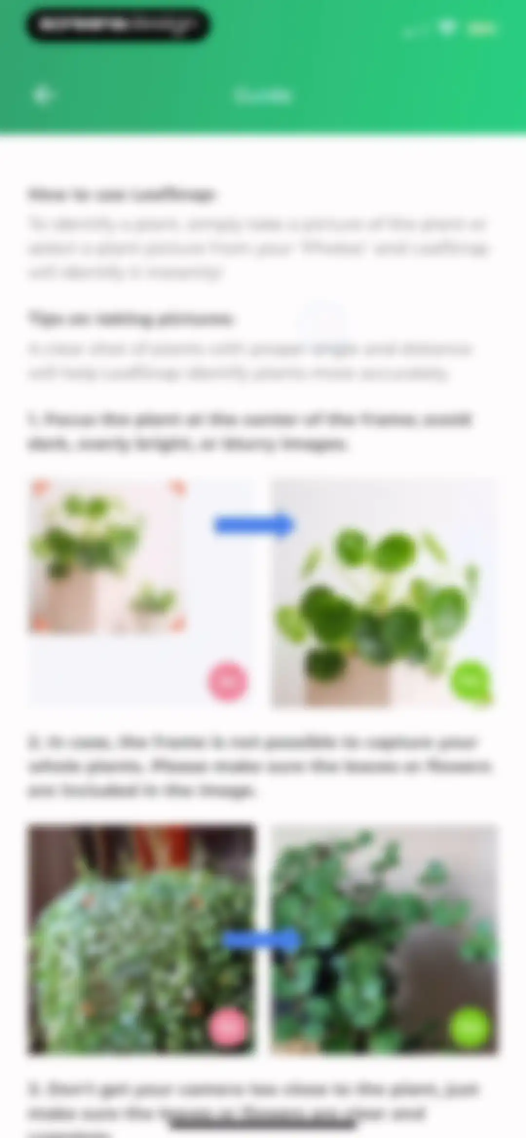 Plant Identifier: LeafSnap screen 37