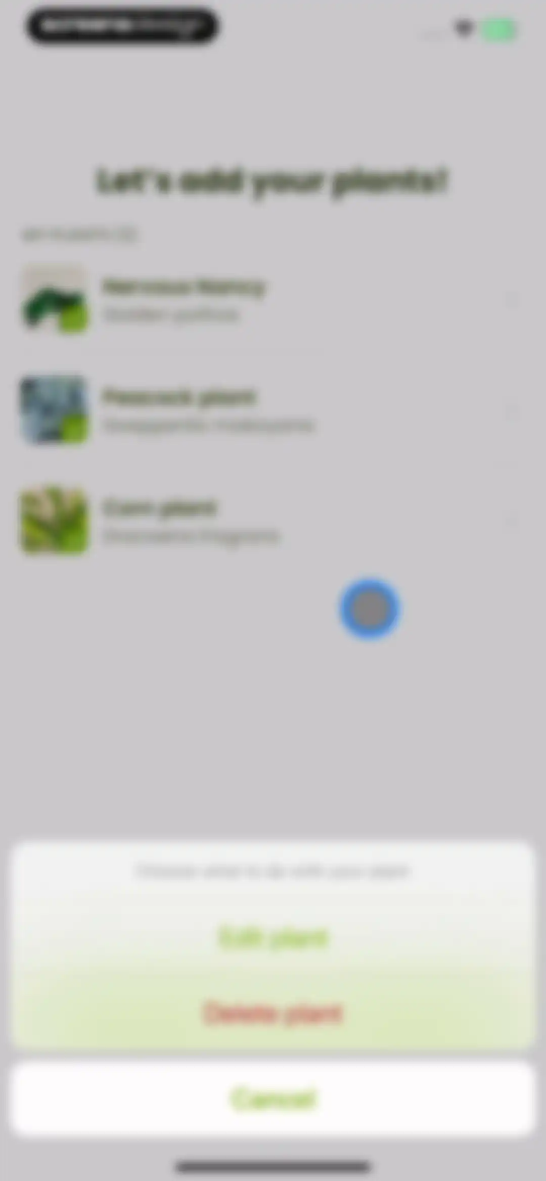 Plant Identifier & Care: Ficus screen 62
