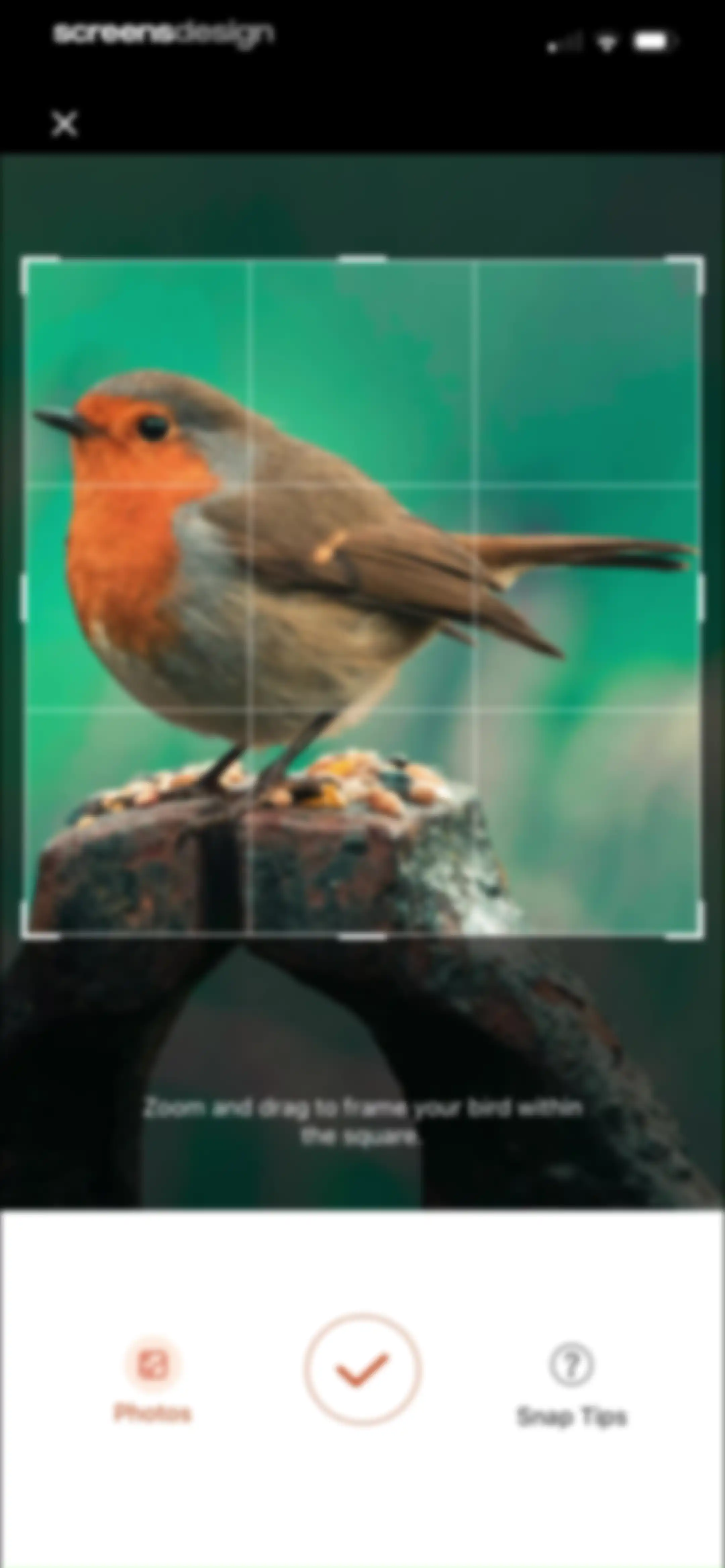 Picture Bird: Bird identifier screen 50