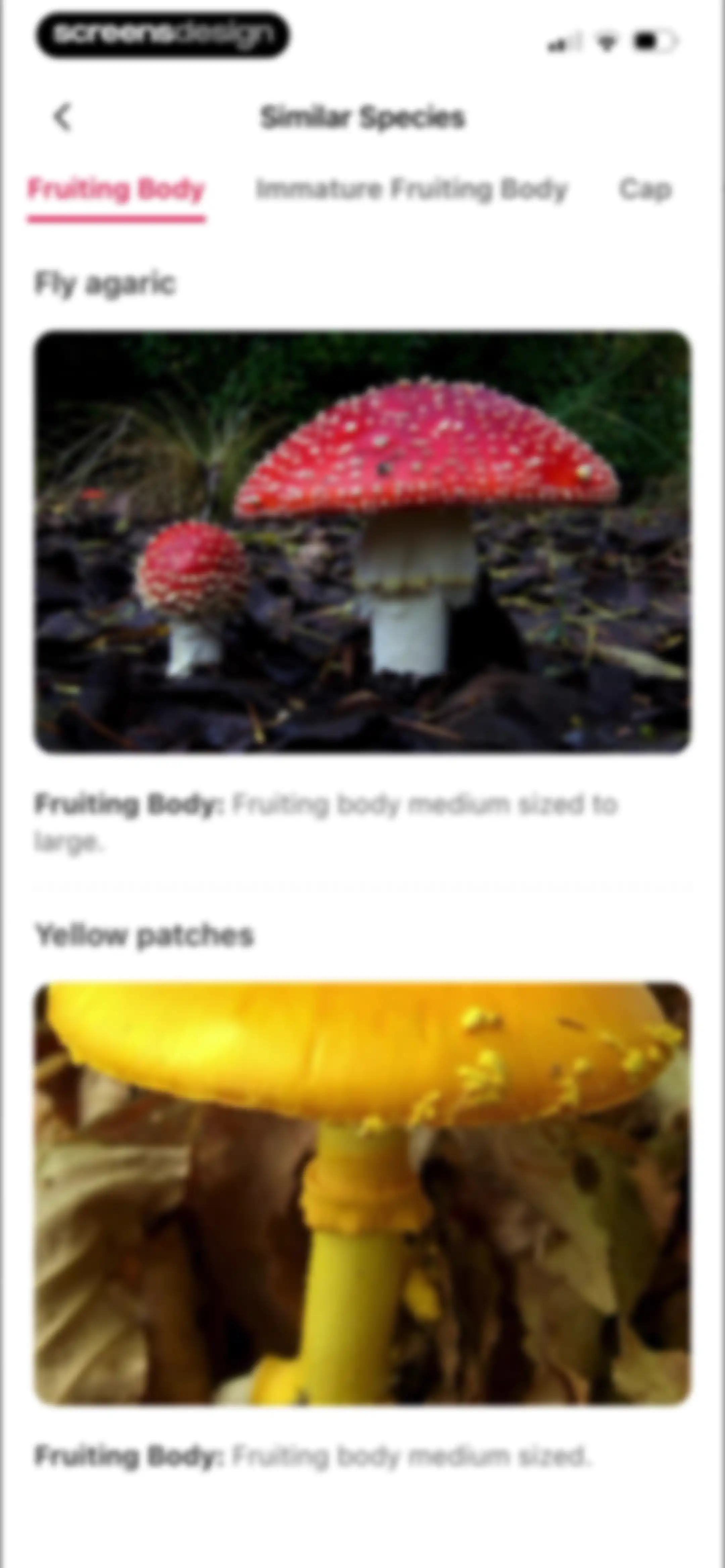 Picture Mushroom: Identifier screen 42