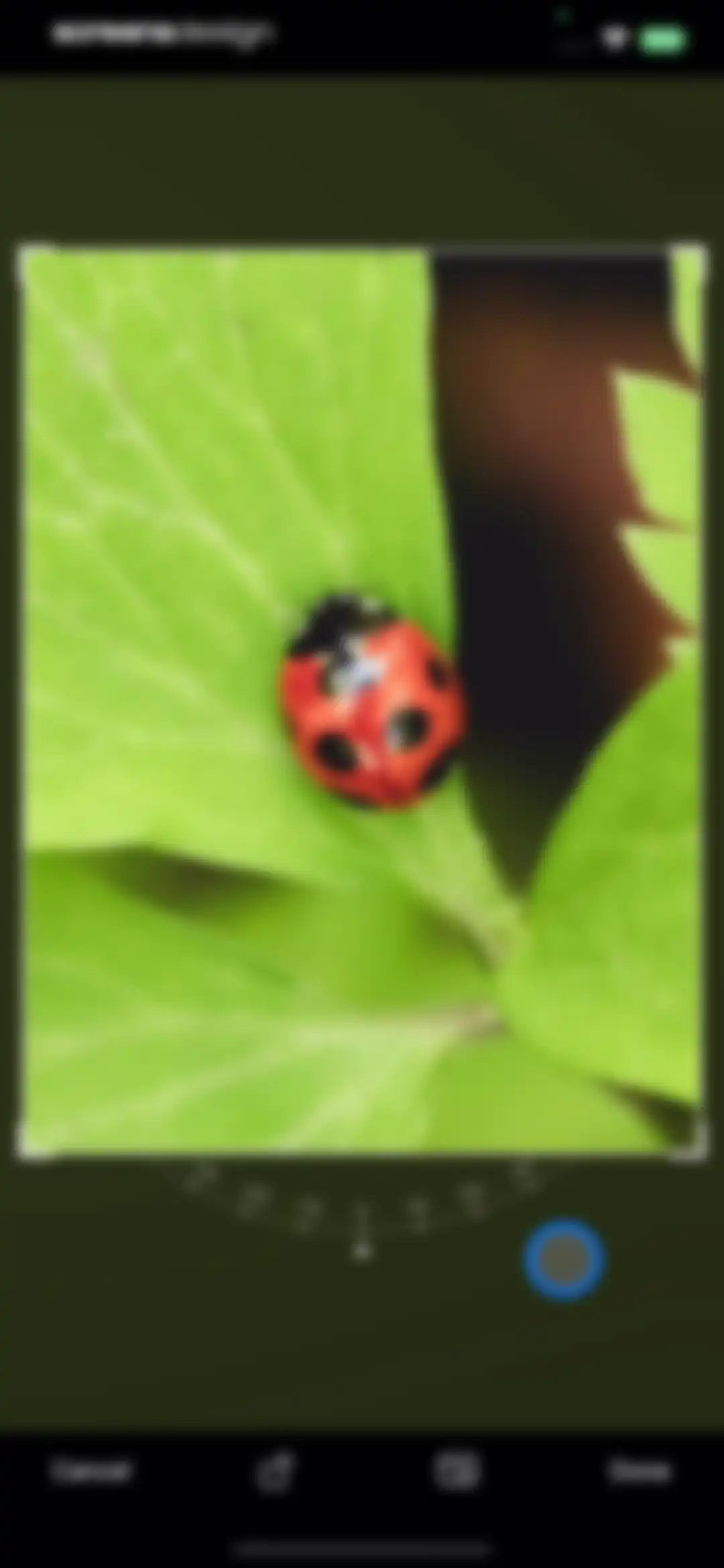Bug Identifier: AI Insect id screen 35