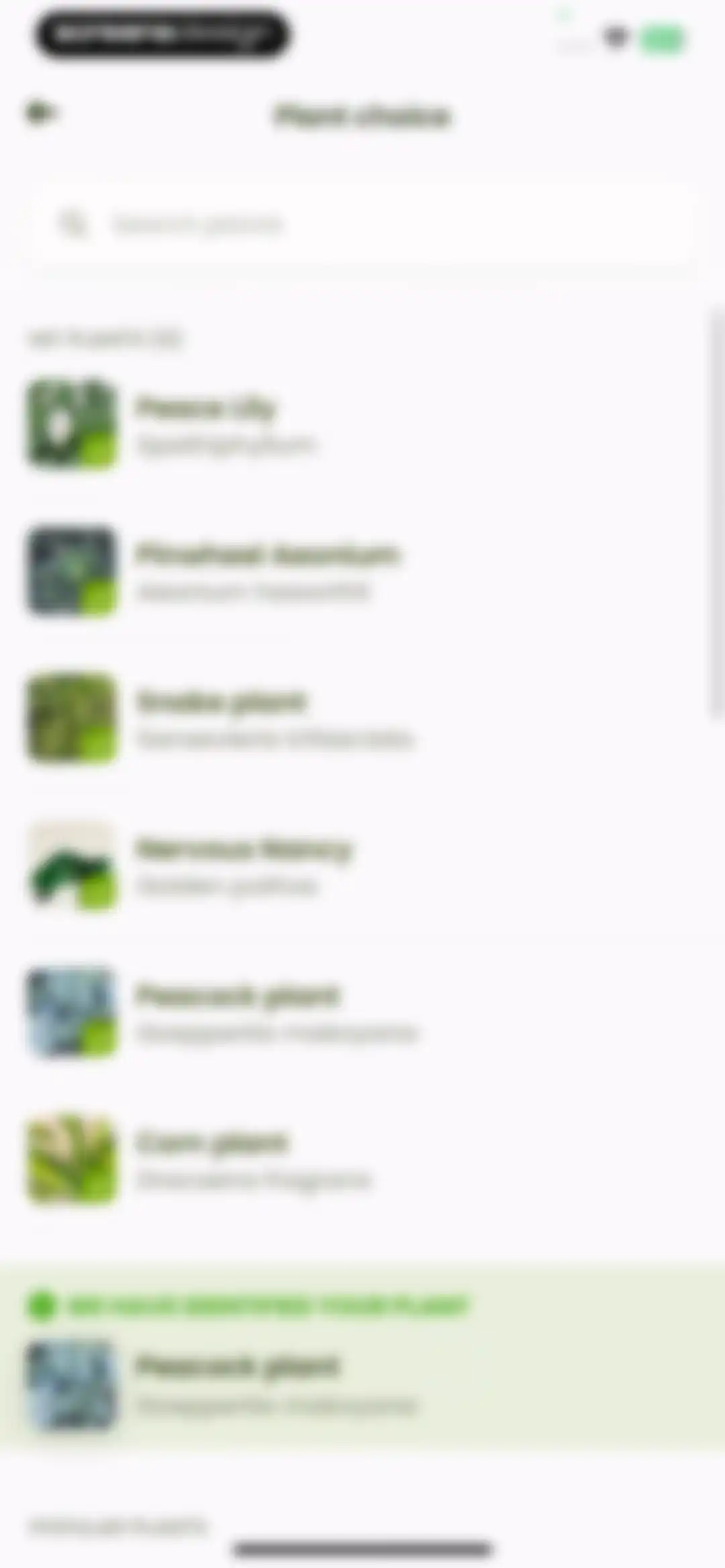 Plant Identifier & Care: Ficus screen 103
