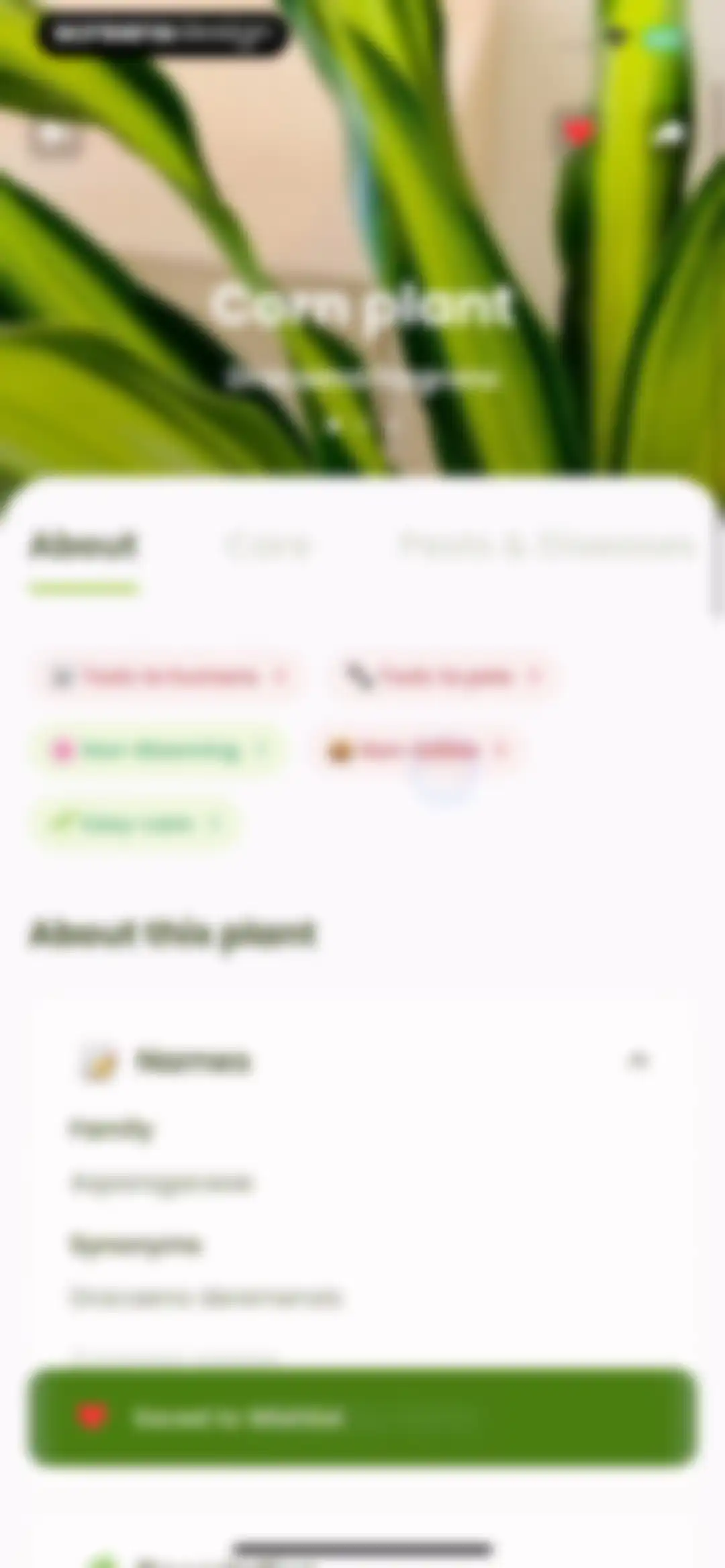 Plant Identifier & Care: Ficus screen 23