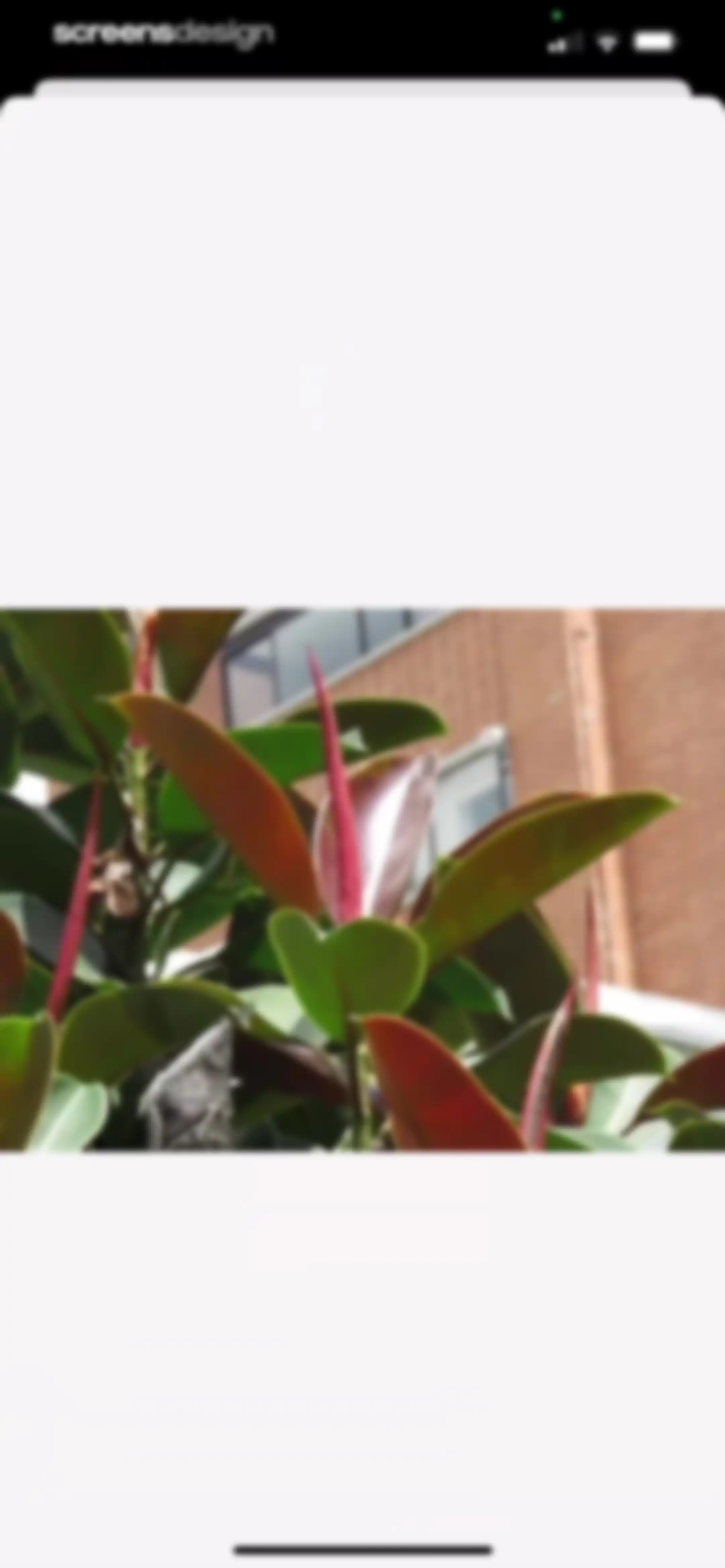 Verde Finder : identify plants screen 43