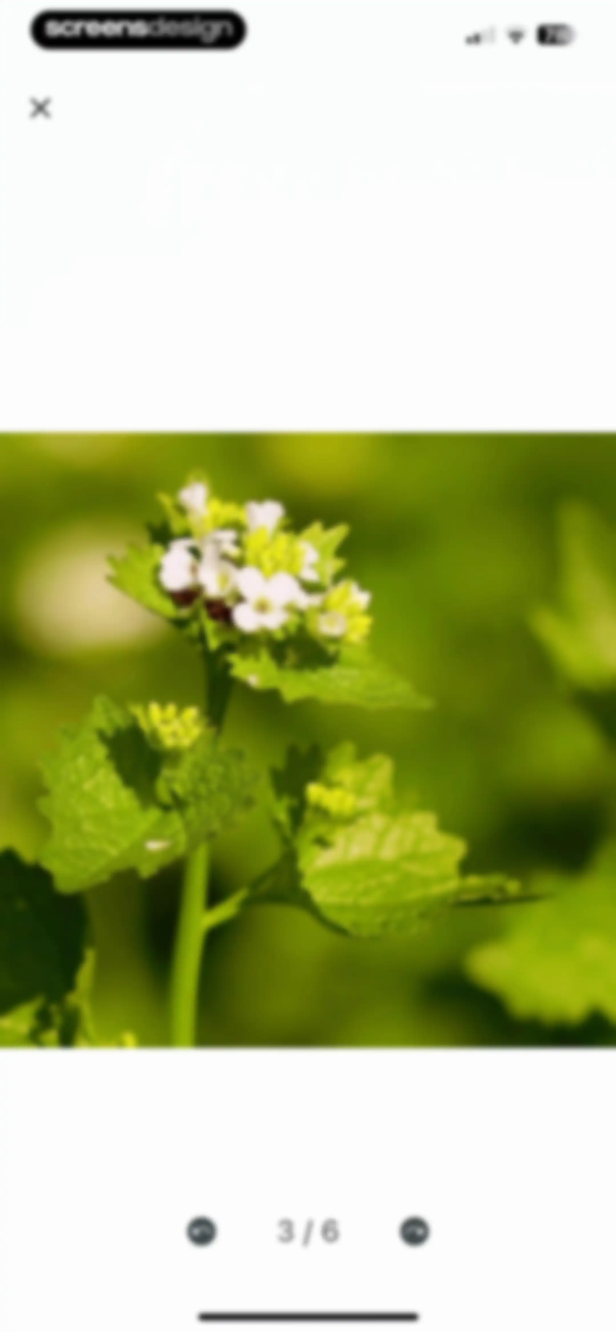 Plant Identifier: ChatPlant AI screen 34