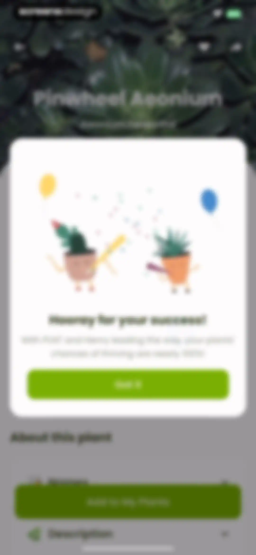 Plant Identifier & Care: Ficus screen 78
