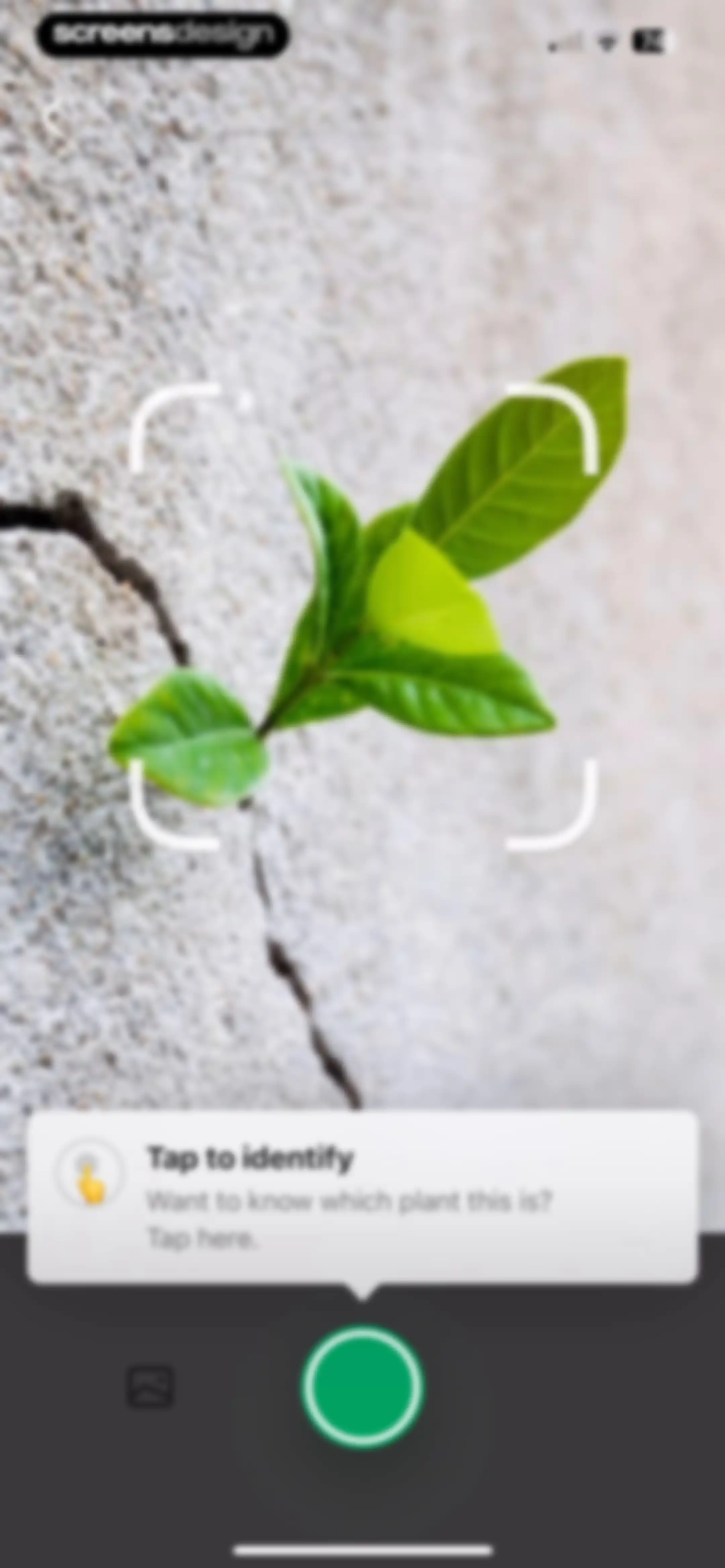 PictureThis - Plant Identifier screen 29