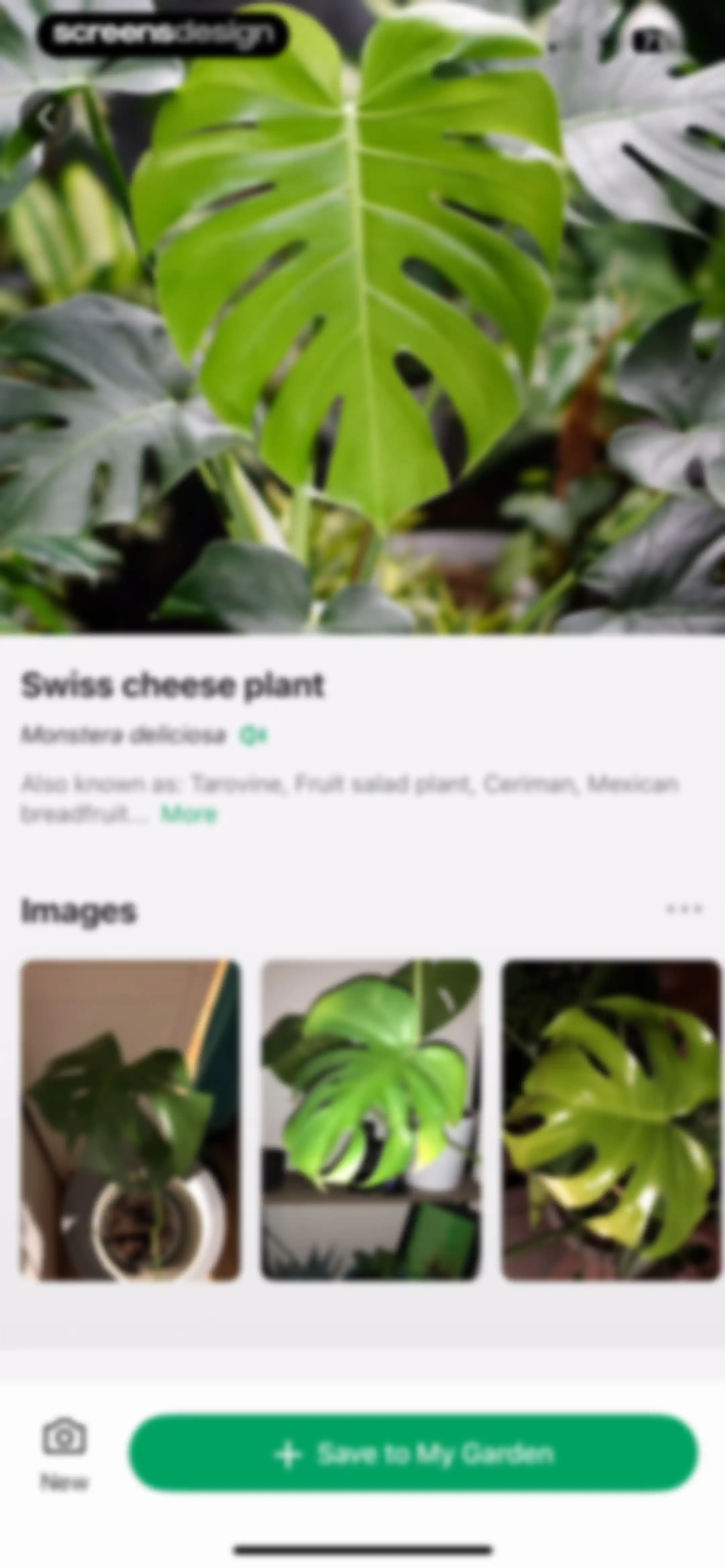PictureThis - Plant Identifier screen 126