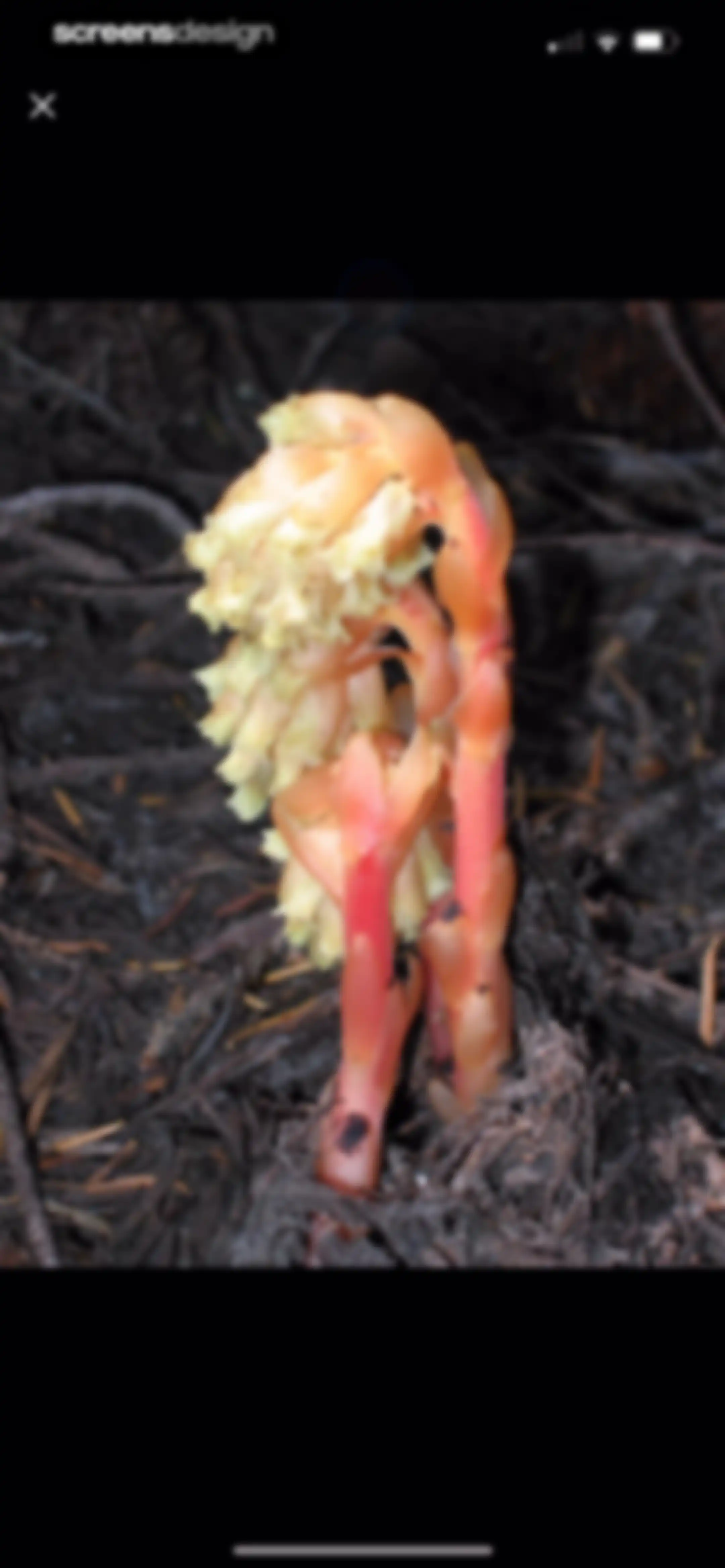 Identify My Plant Now screen 41