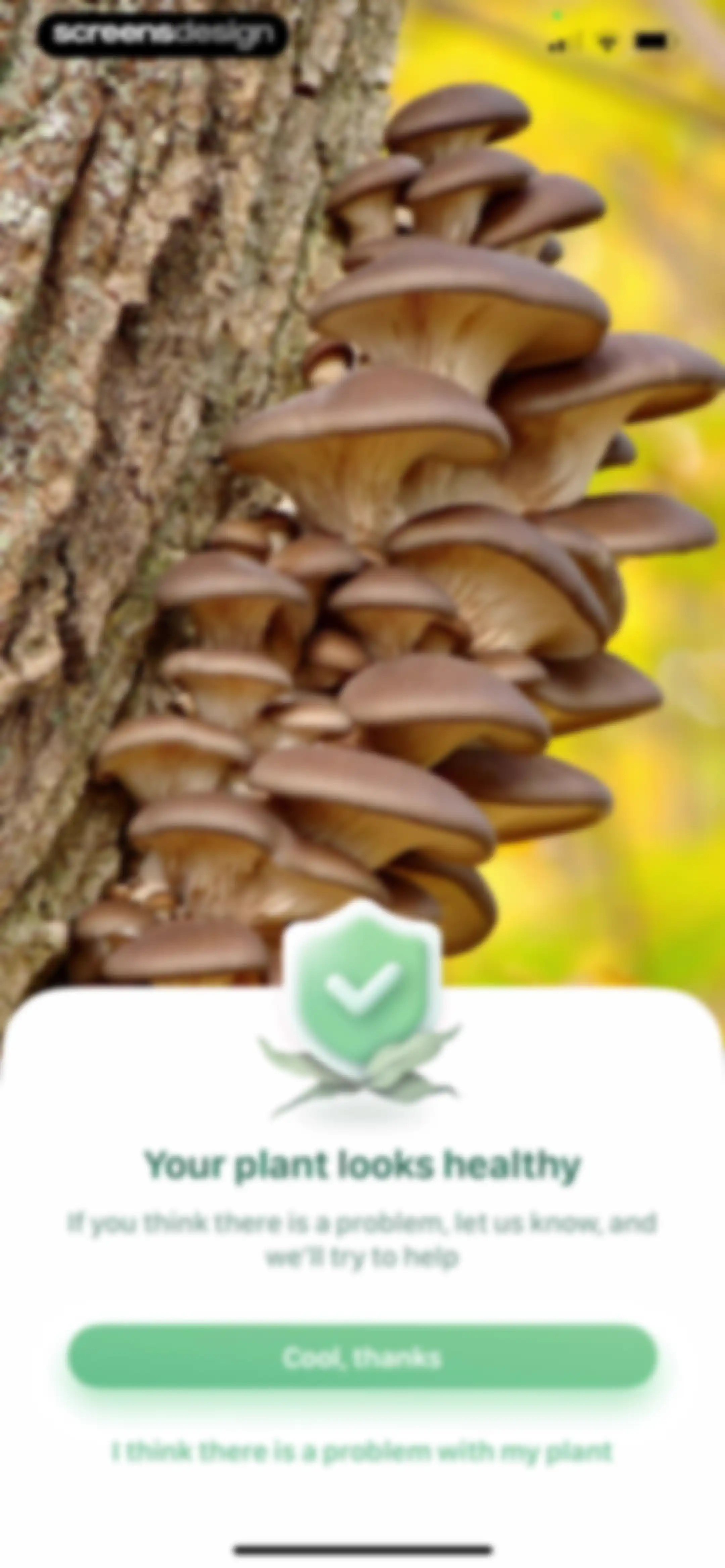 Blossom - Plant Care Guide screen 172