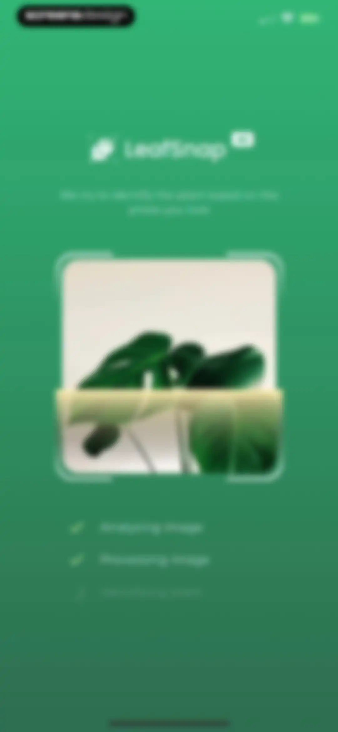Plant Identifier: LeafSnap screen 11