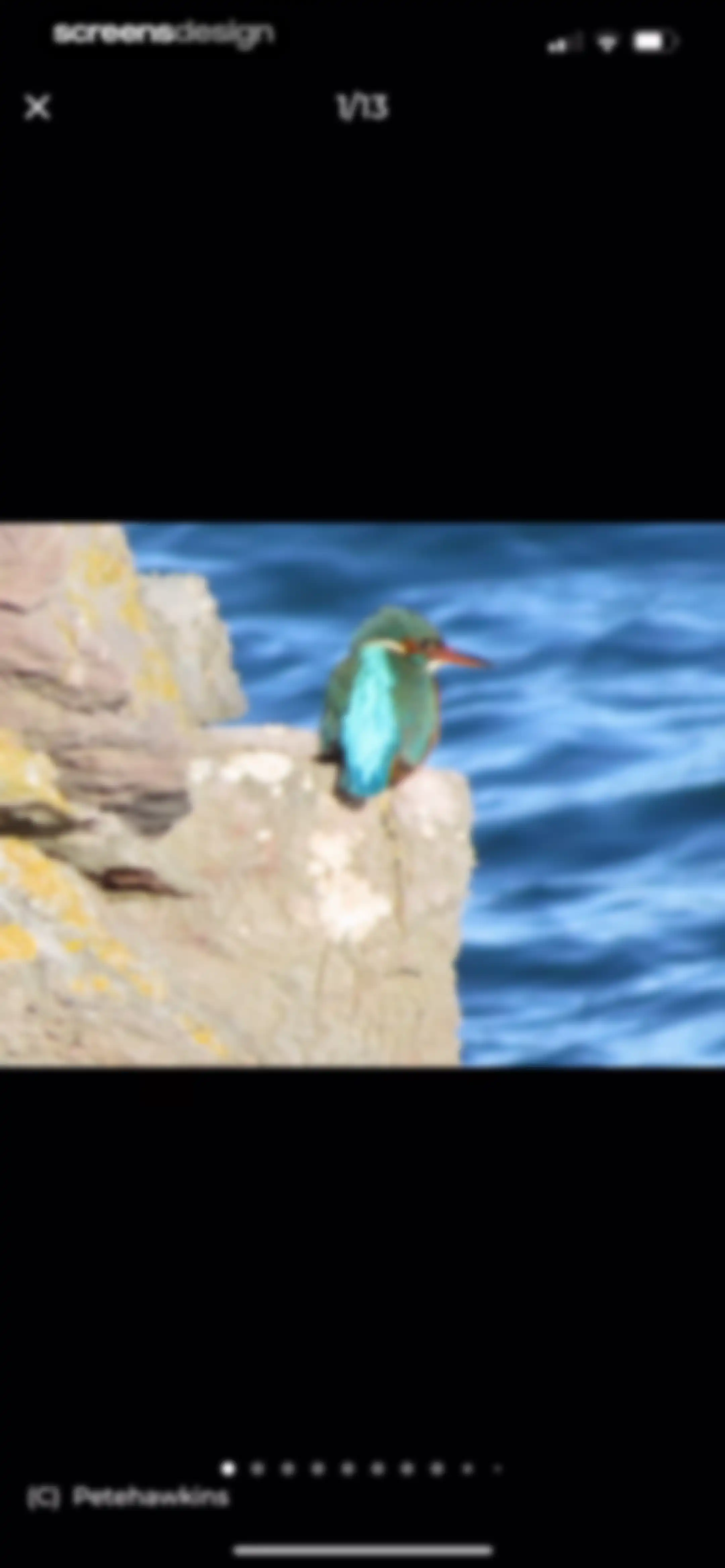 Bird Identifier: BirdScope screen 22