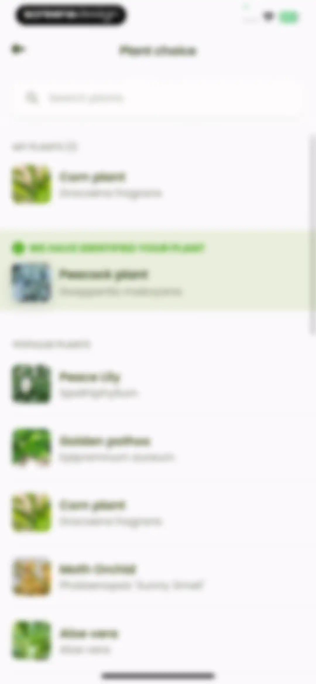 Plant Identifier & Care: Ficus screen 56