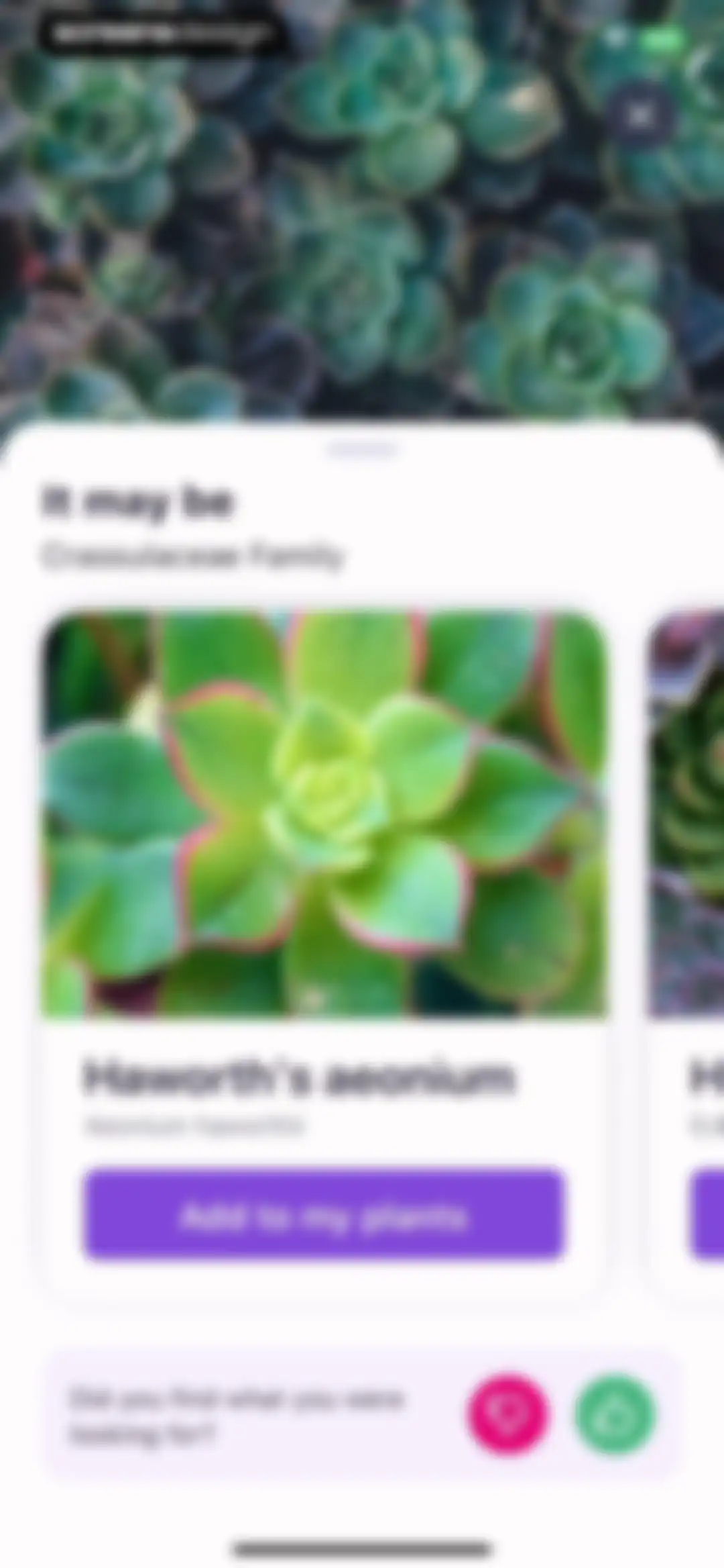 AI Plant Identifier・Care－Lily screen 15