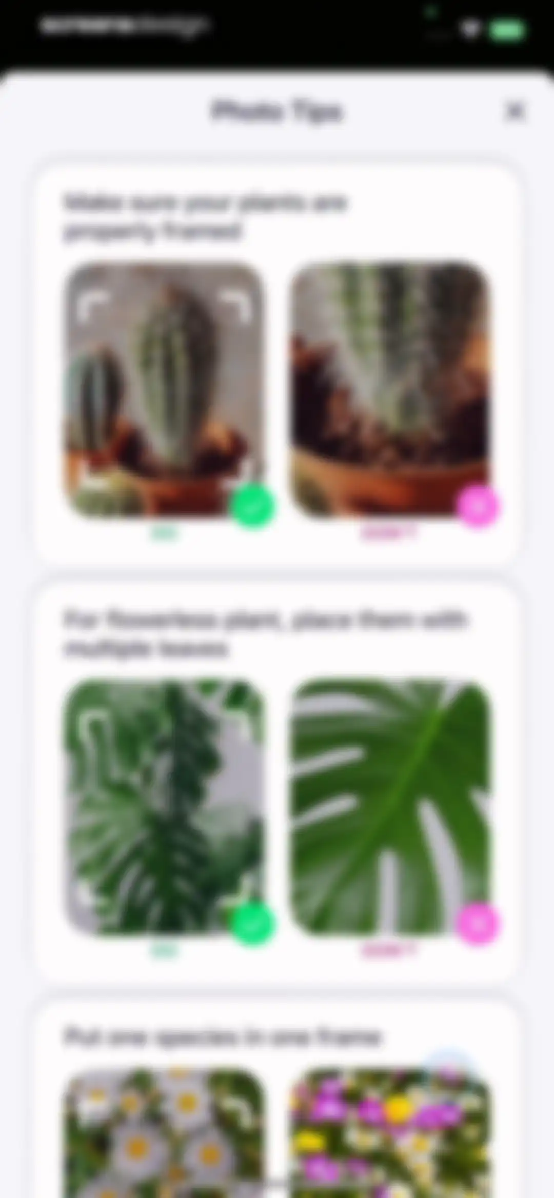 AI Plant Identifier・Care－Lily screen 12