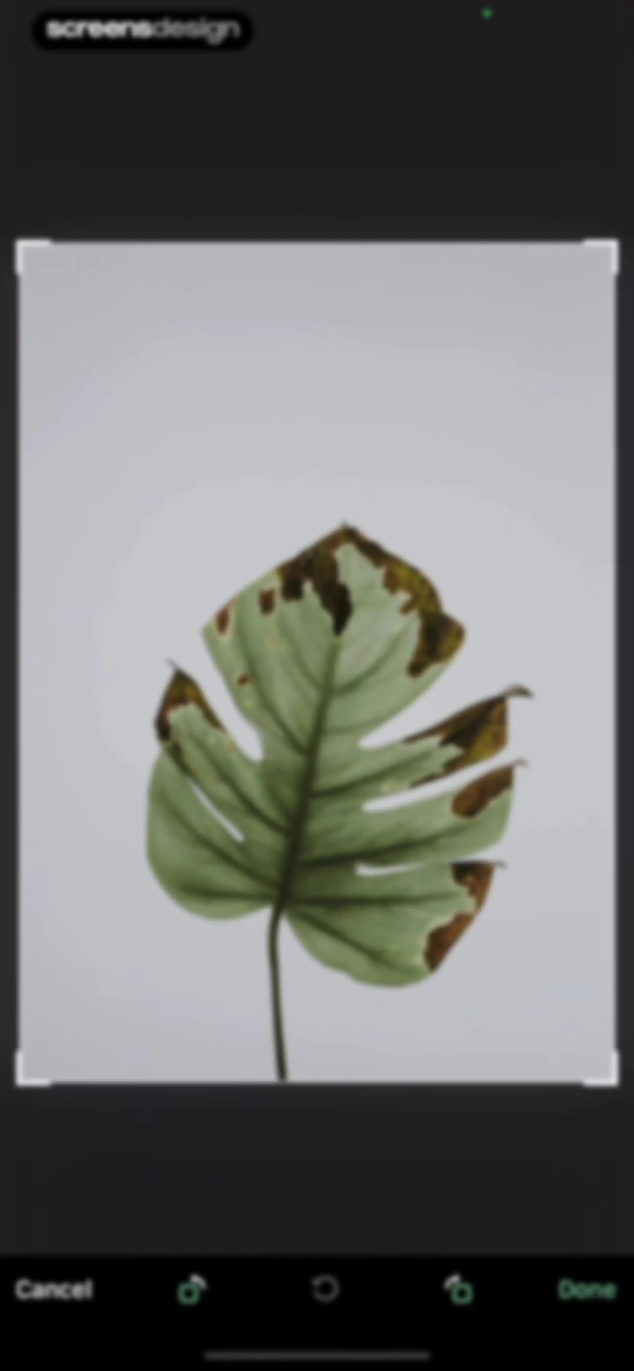Blossom - Plant Care Guide screen 71