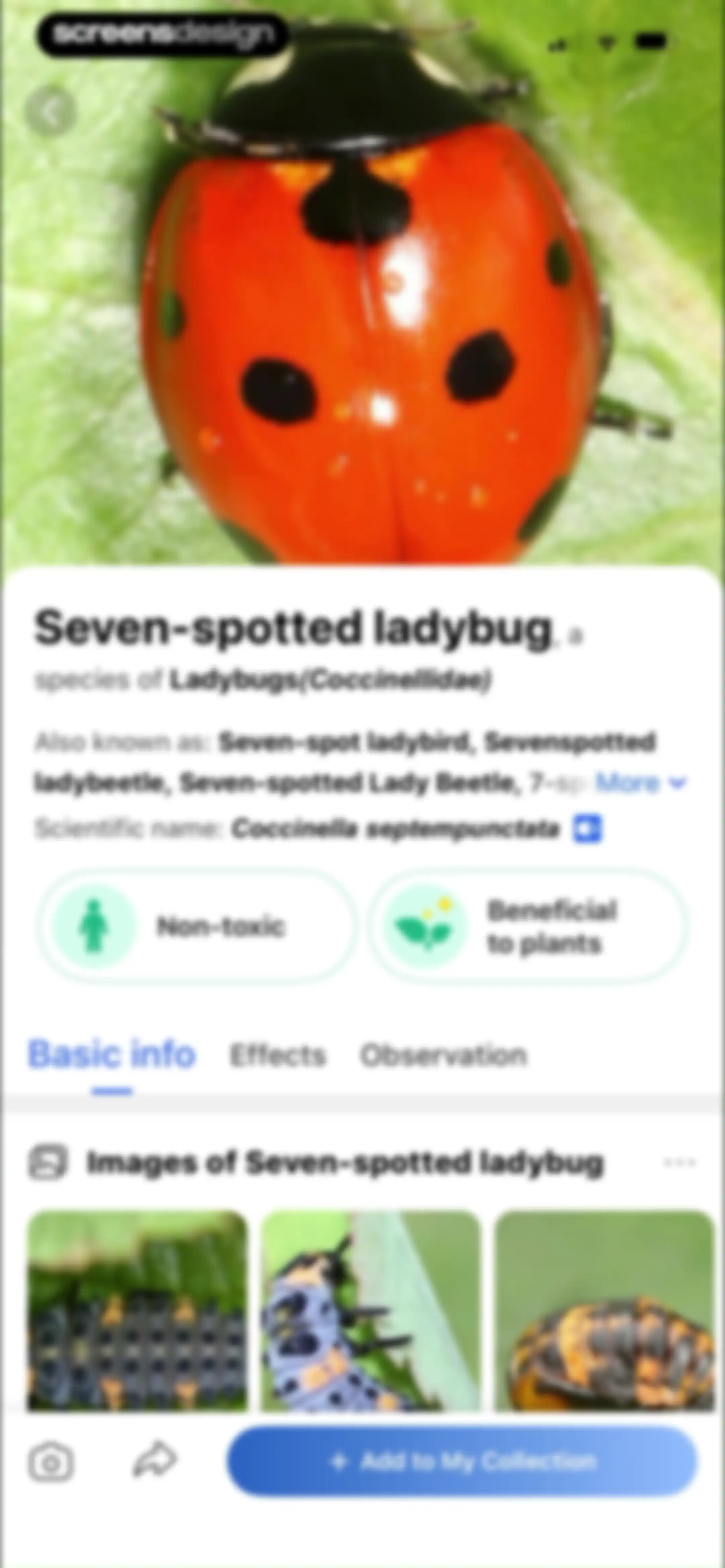 Picture Insect: Bug Identifier screen 74