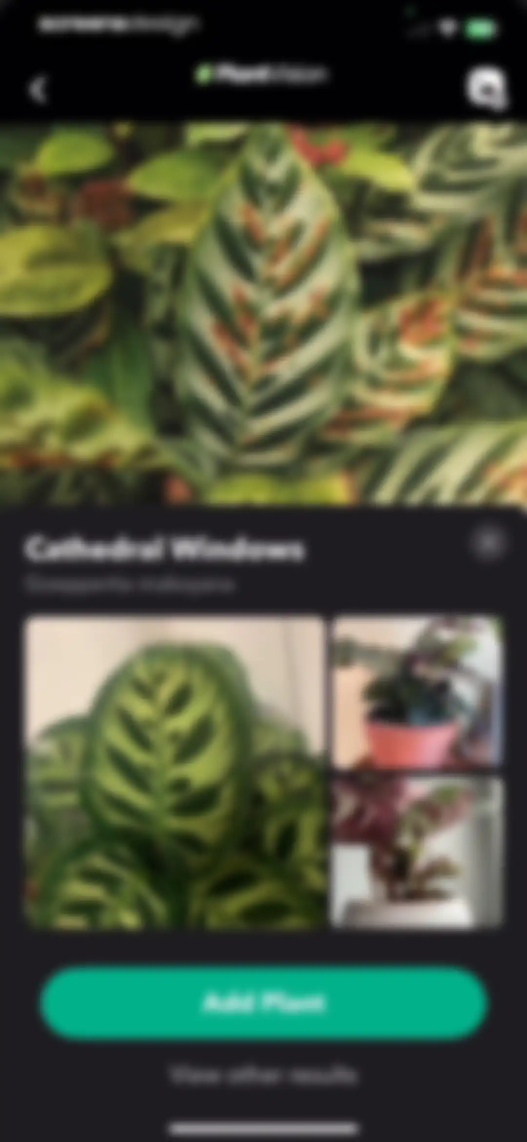 Greg: Plant Identifier & Care screen 46