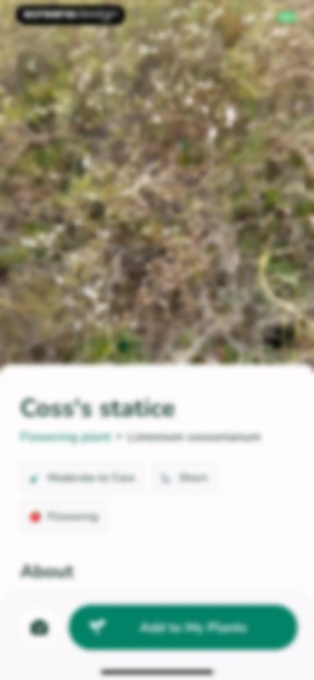 Plantify: AI Plant Identifier screen 23