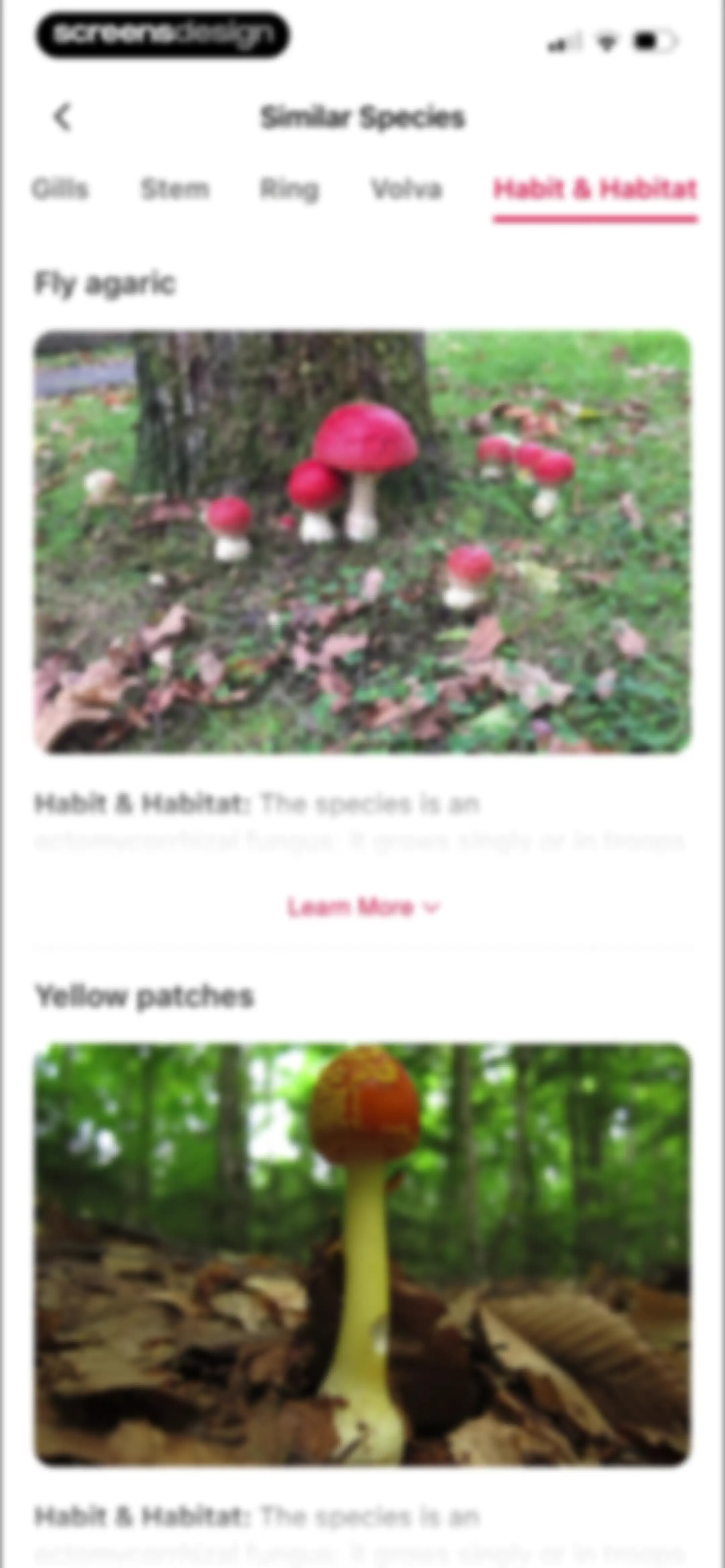 Picture Mushroom: Identifier screen 45