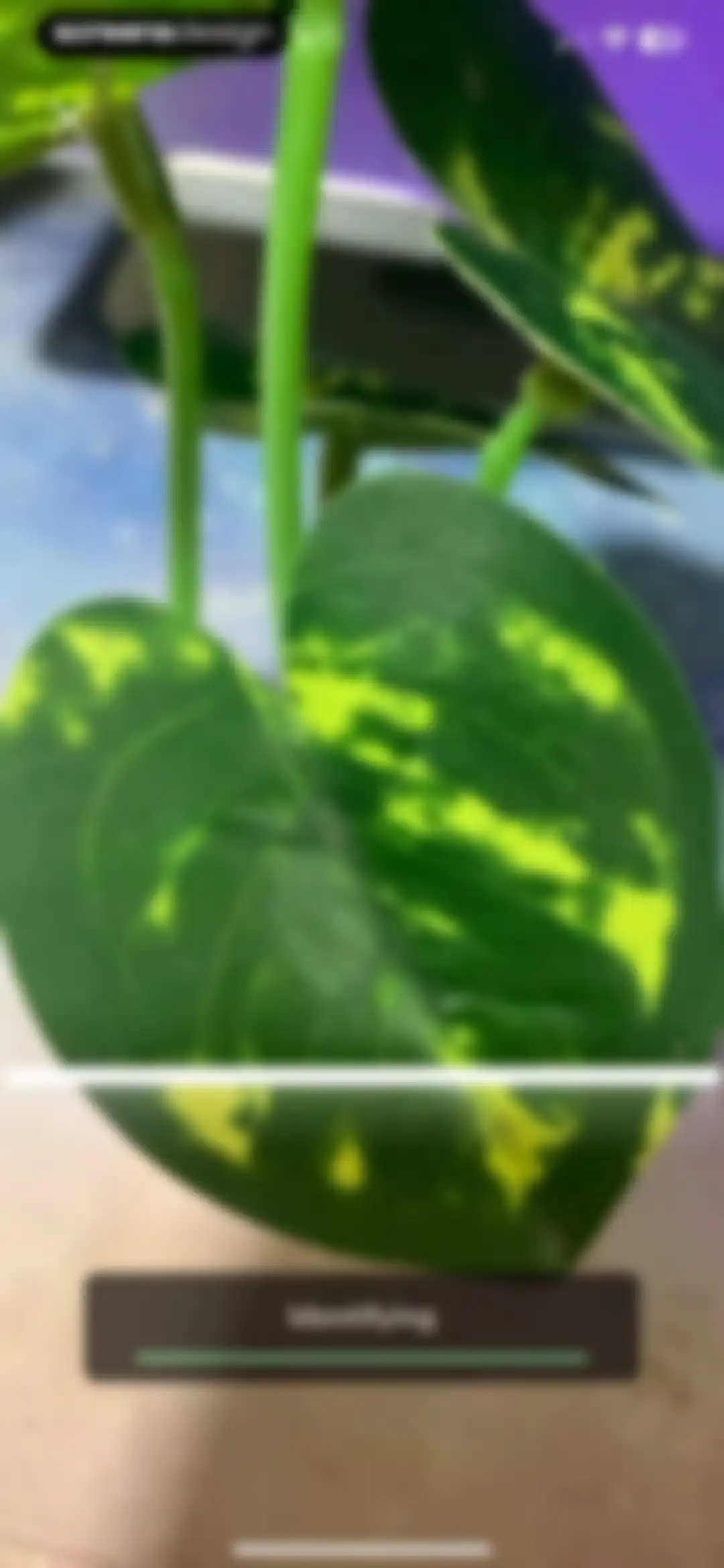 Plant Identifier - PlantMe screen 43