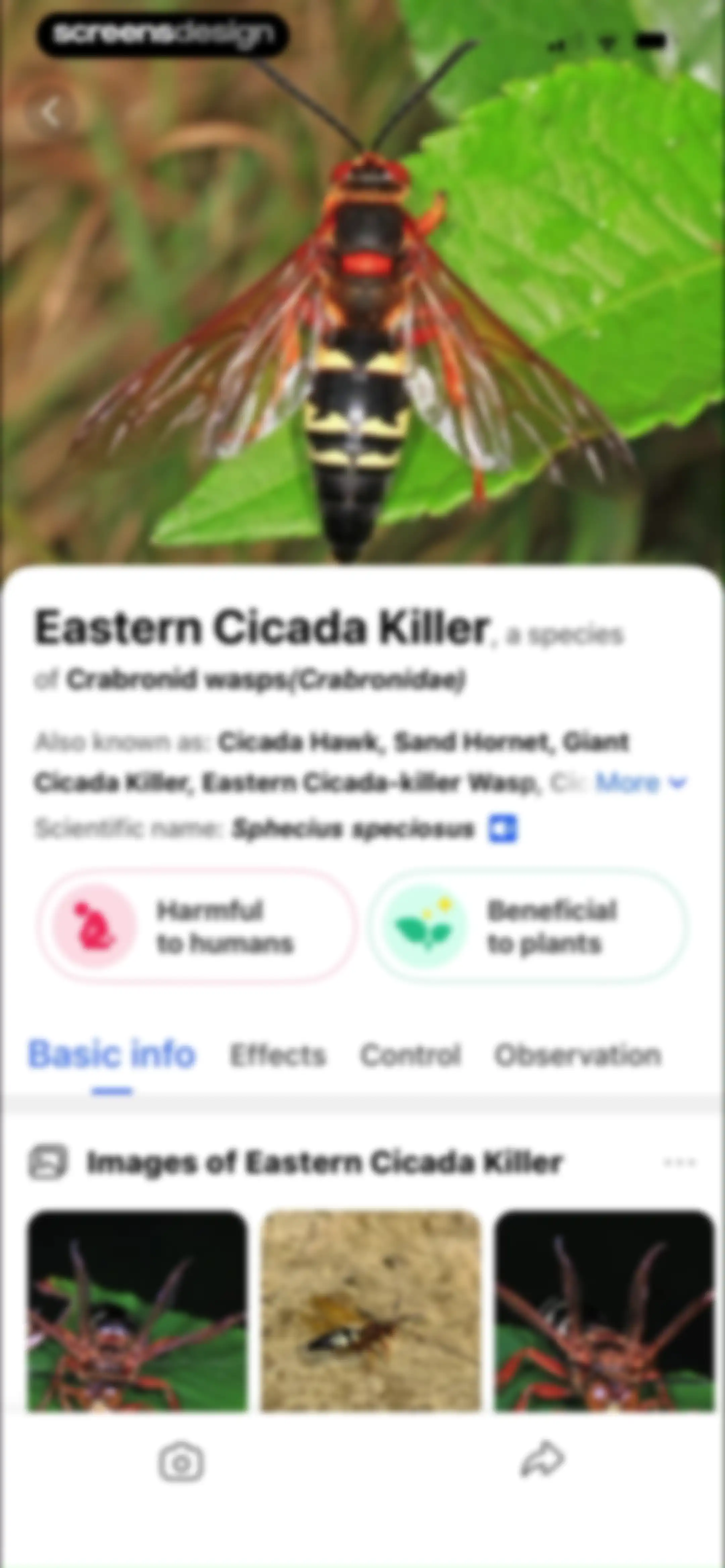 Picture Insect: Bug Identifier screen 102