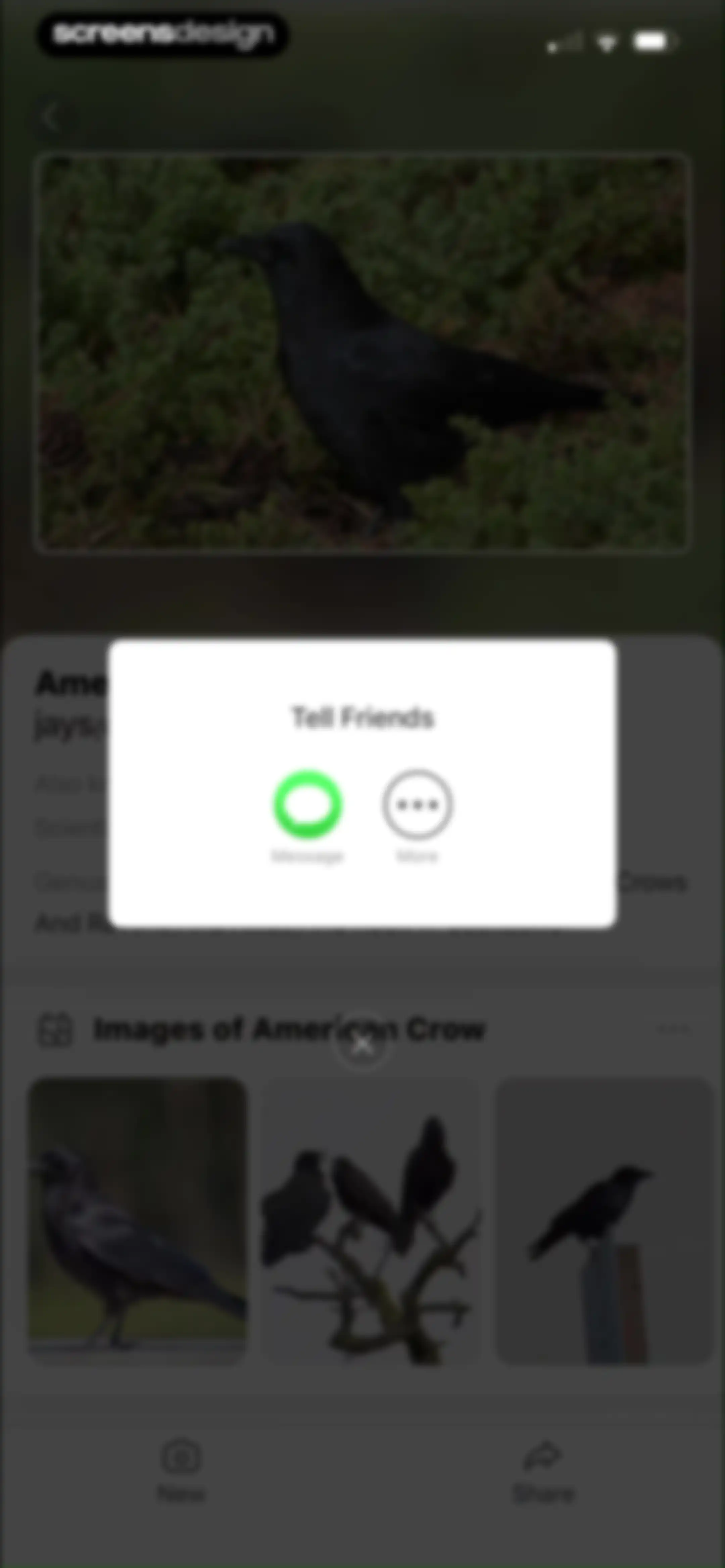 Picture Bird: Bird identifier screen 73