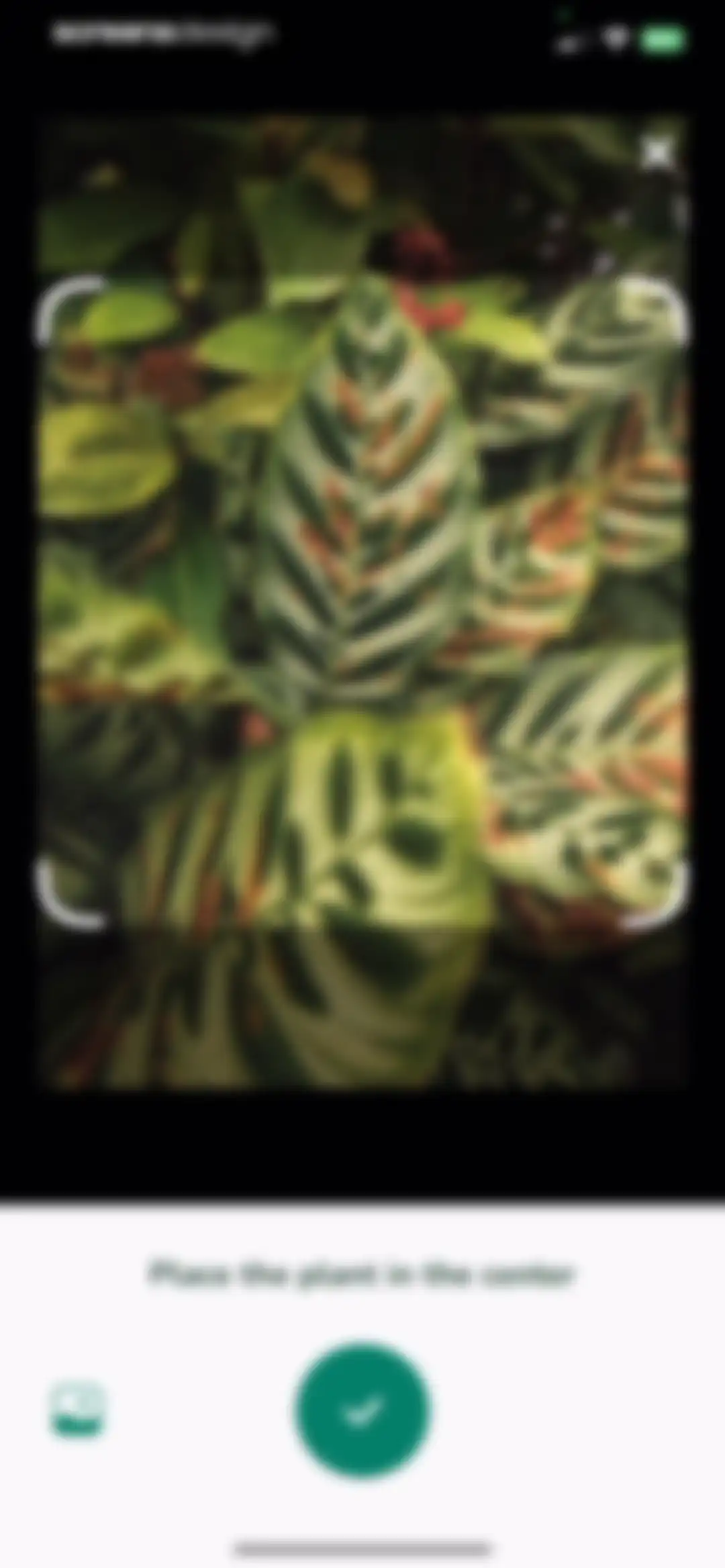 Plantify: AI Plant Identifier screen 29