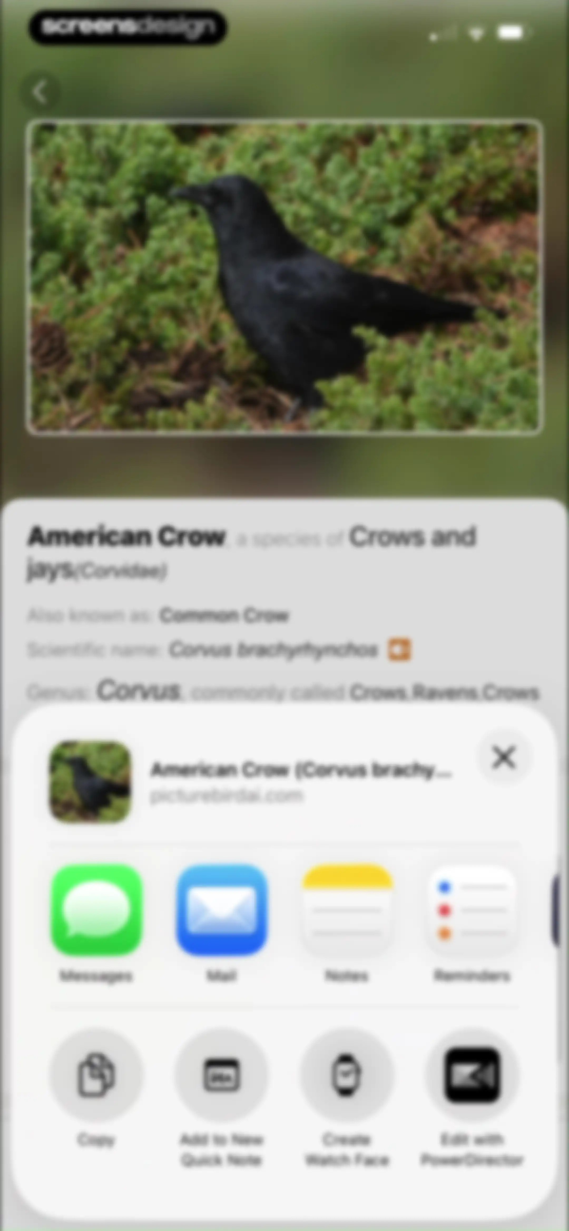 Picture Bird: Bird identifier screen 74