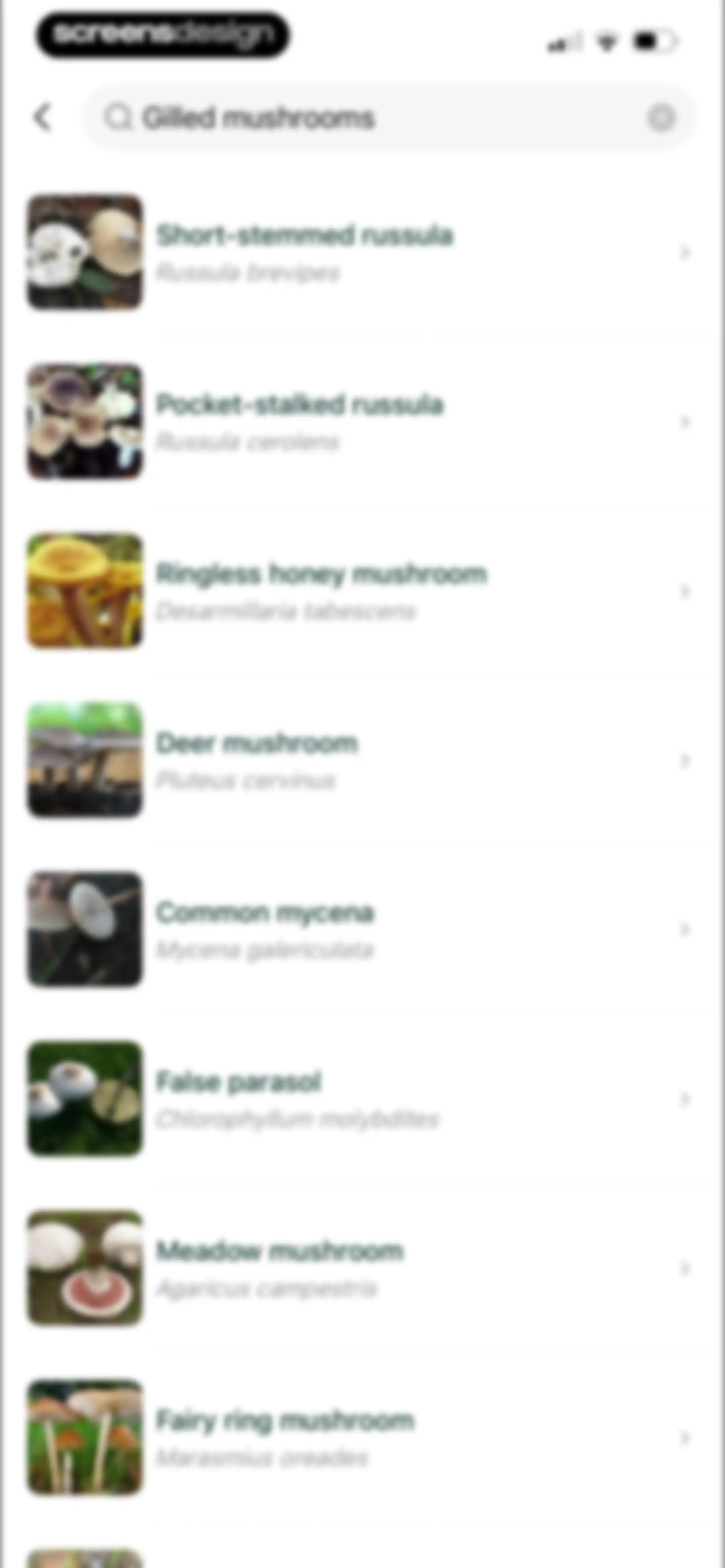 Picture Mushroom: Identifier screen 63