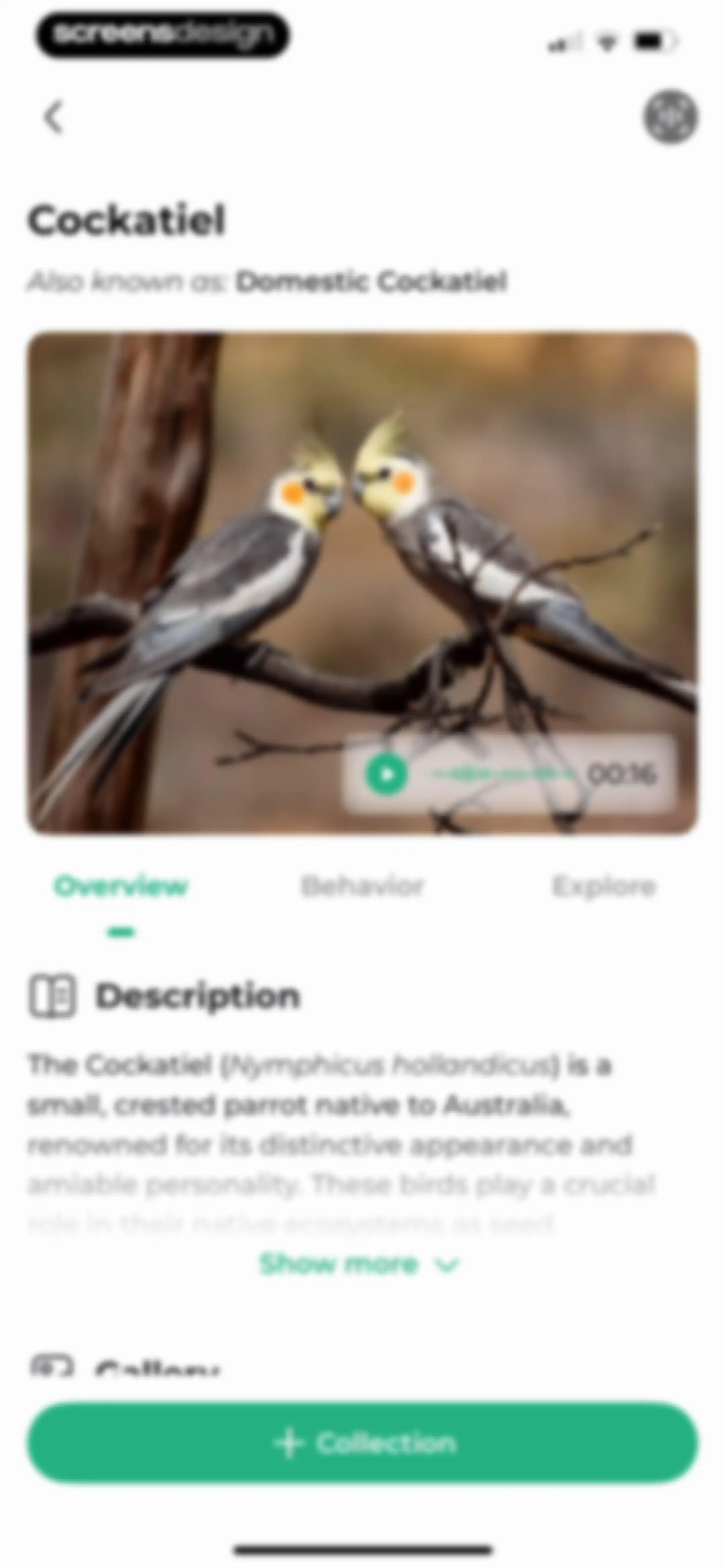 Bird Identifier: BirdScope screen 42