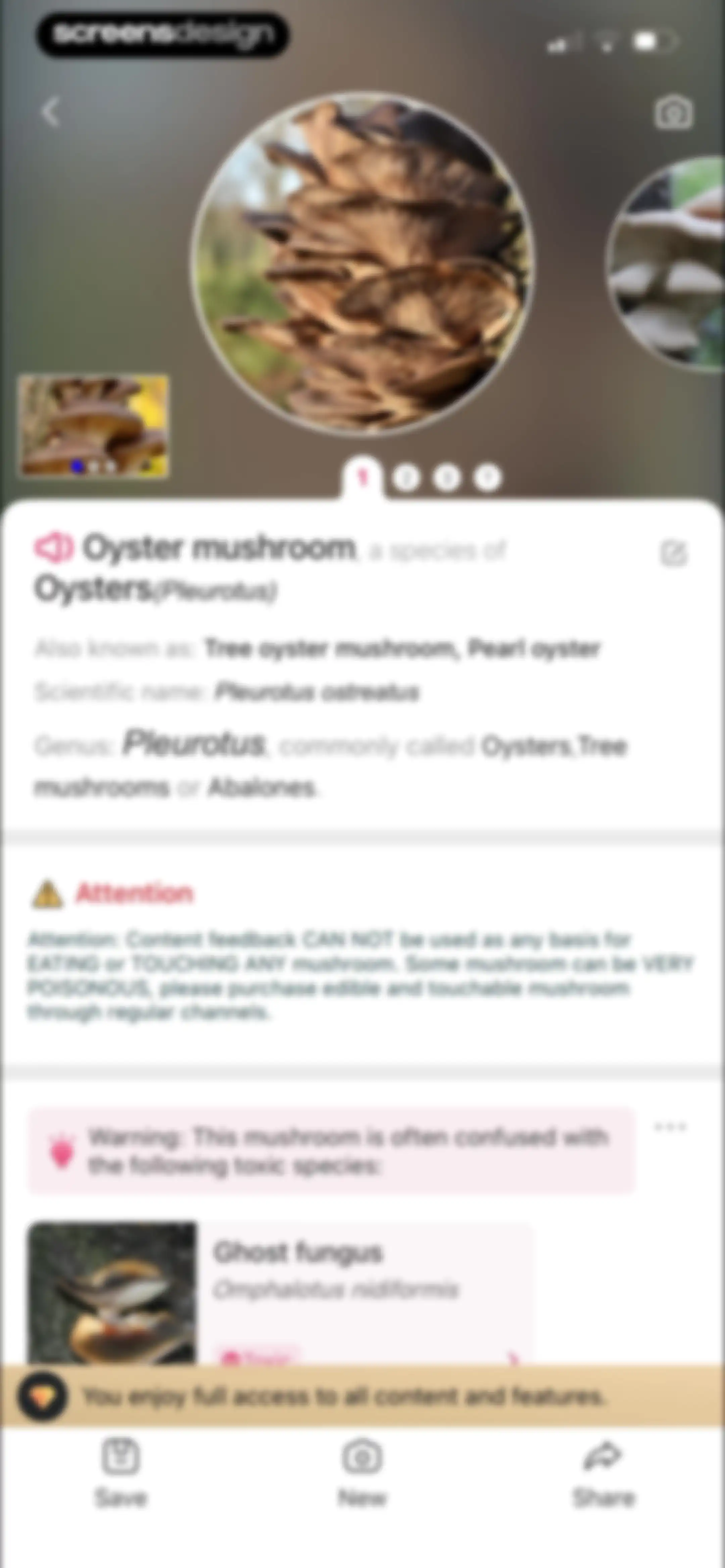 Picture Mushroom: Identifier screen 78