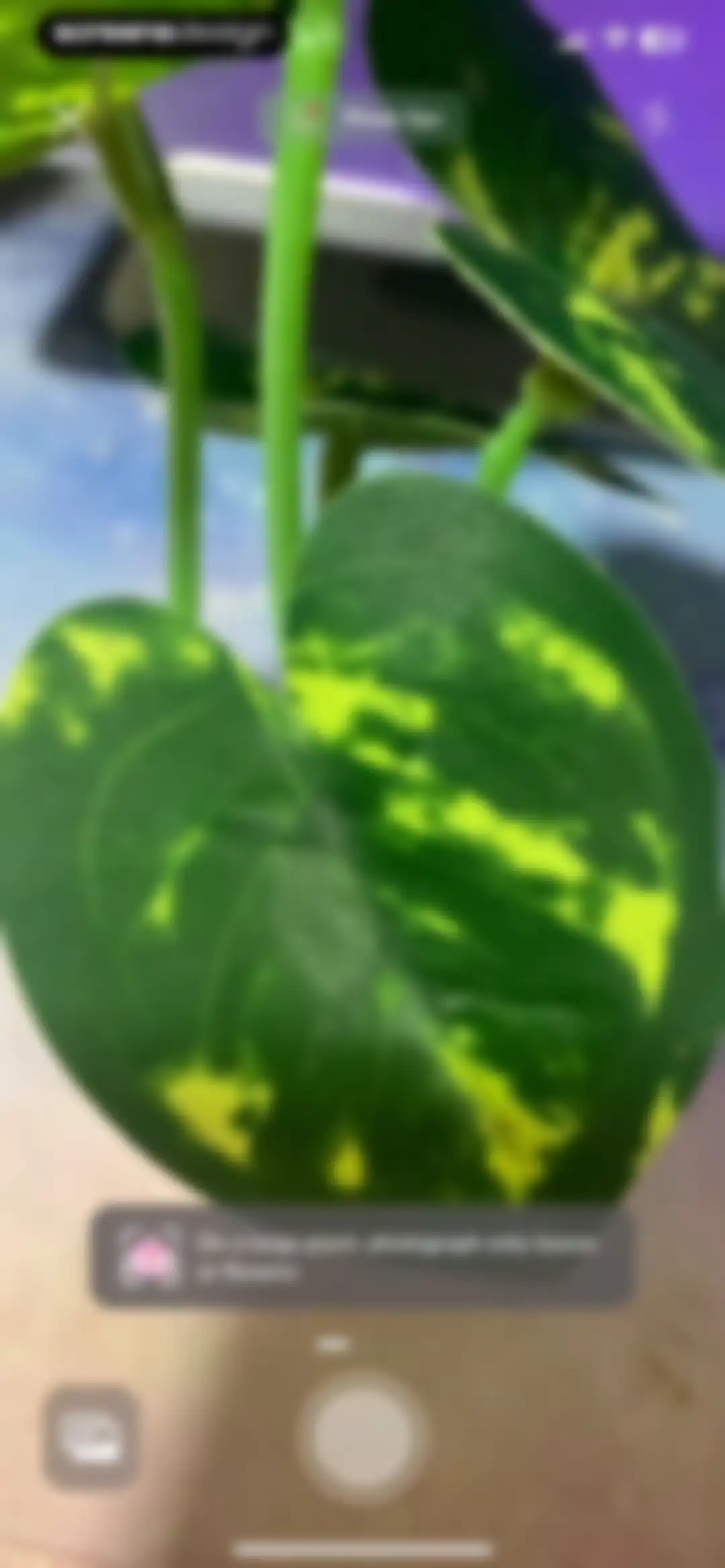 Plant Identifier - PlantMe screen 42