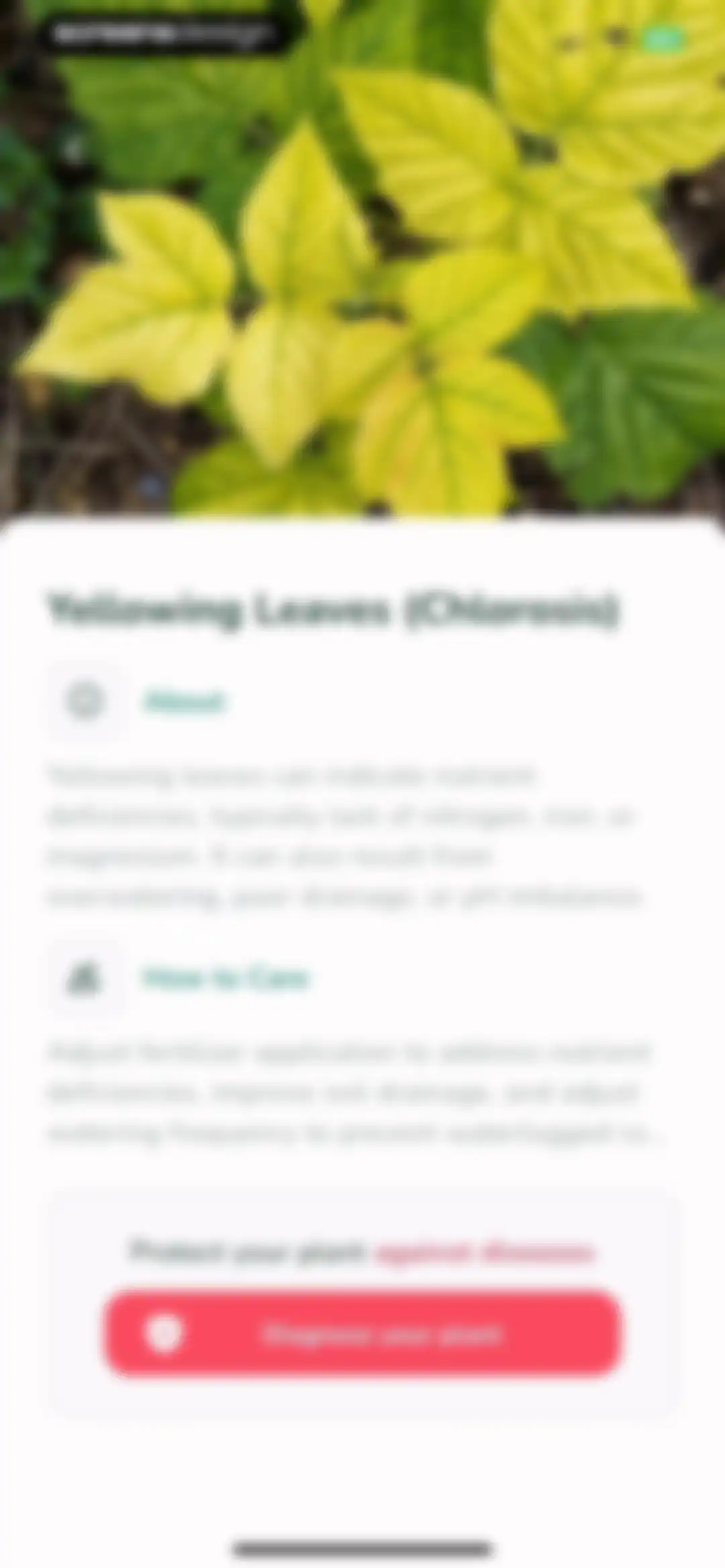 Plantify: AI Plant Identifier screen 43