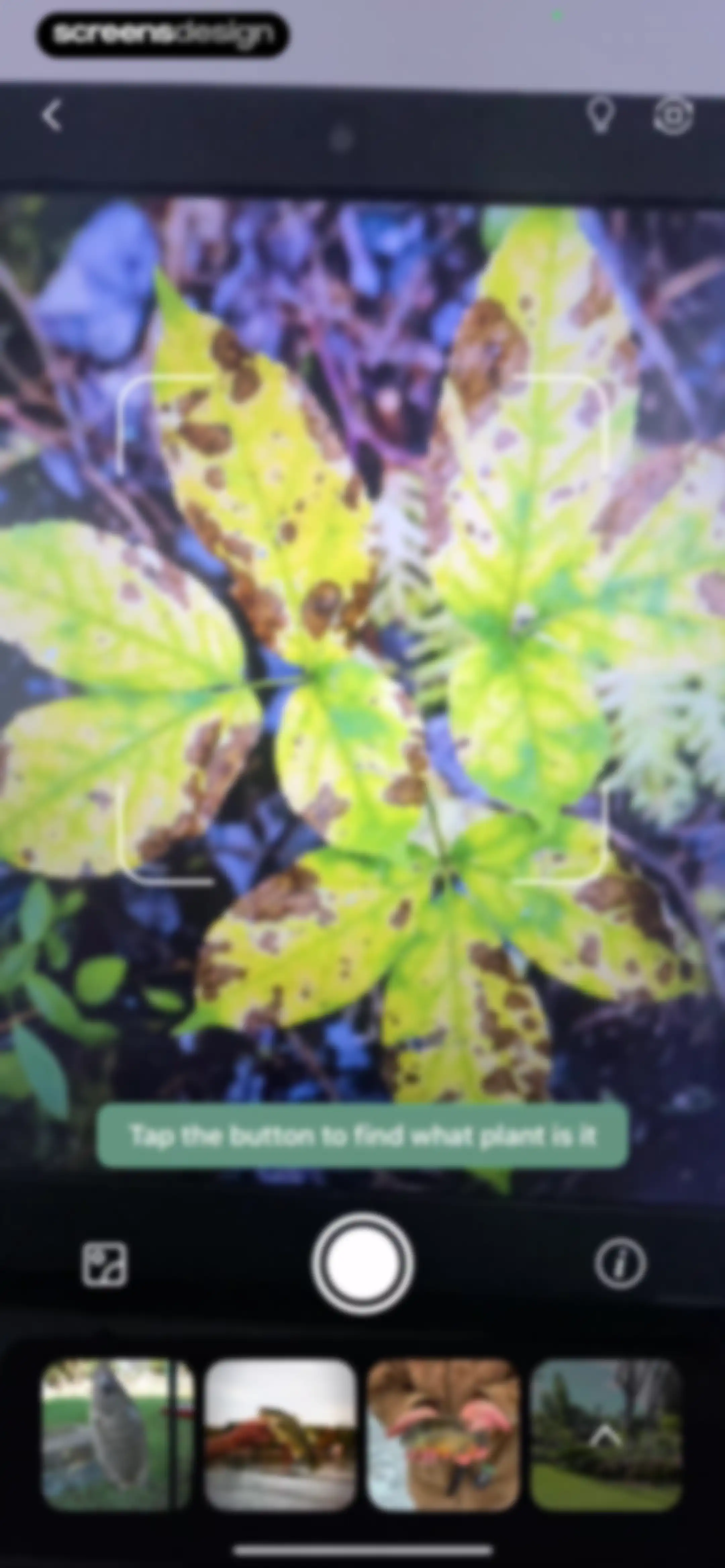 Verde Finder : identify plants screen 23