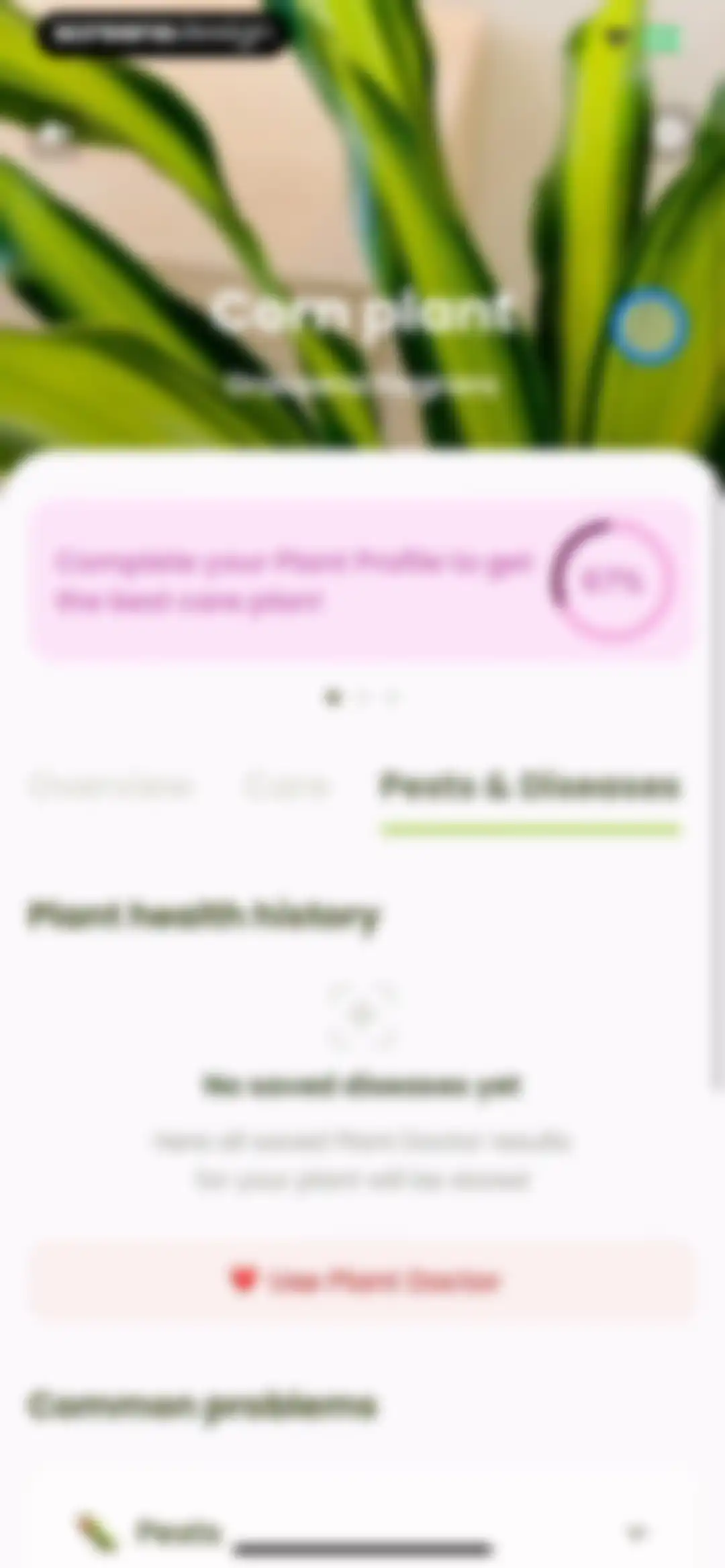 Plant Identifier & Care: Ficus screen 120