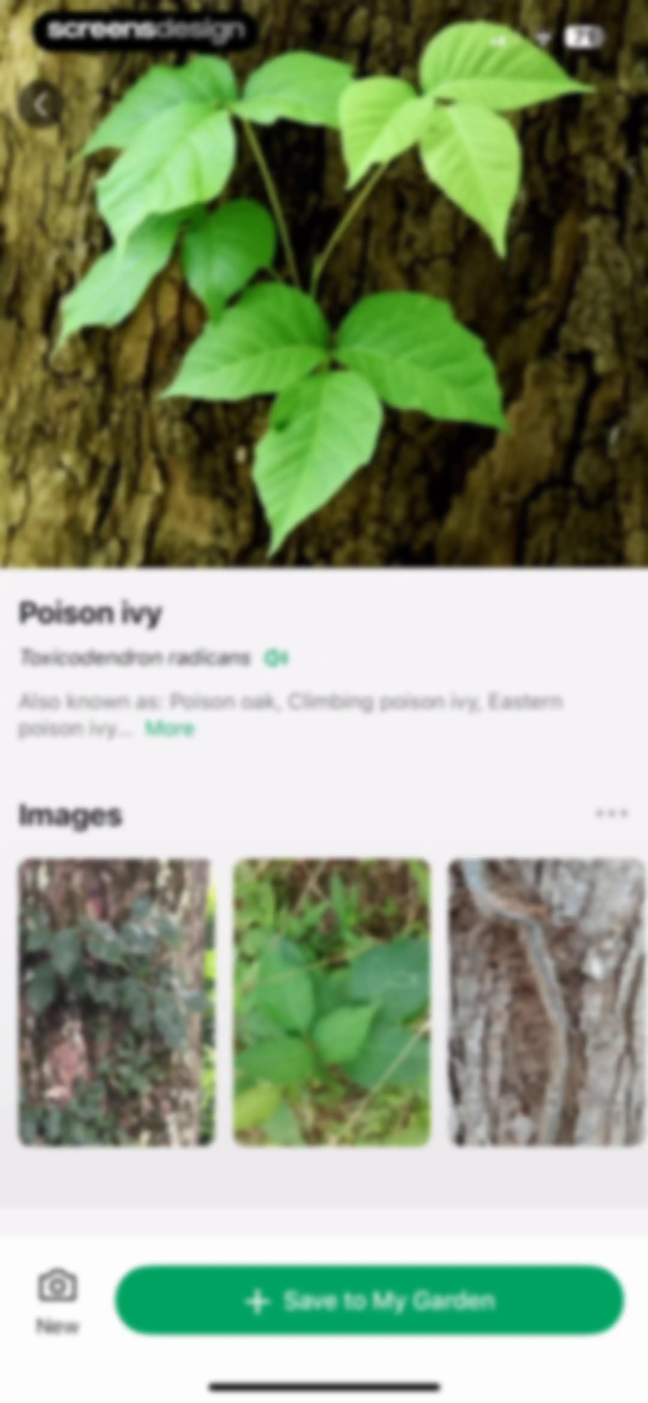 PictureThis - Plant Identifier screen 137