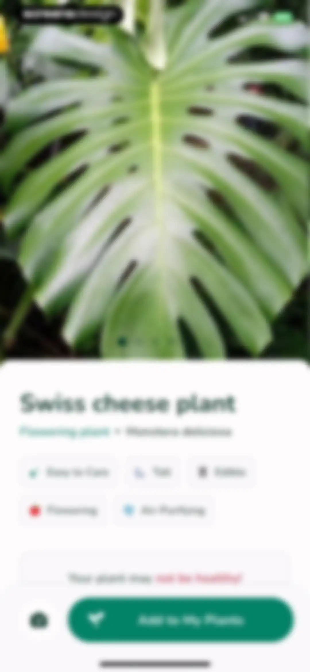 Plantify: AI Plant Identifier screen 13