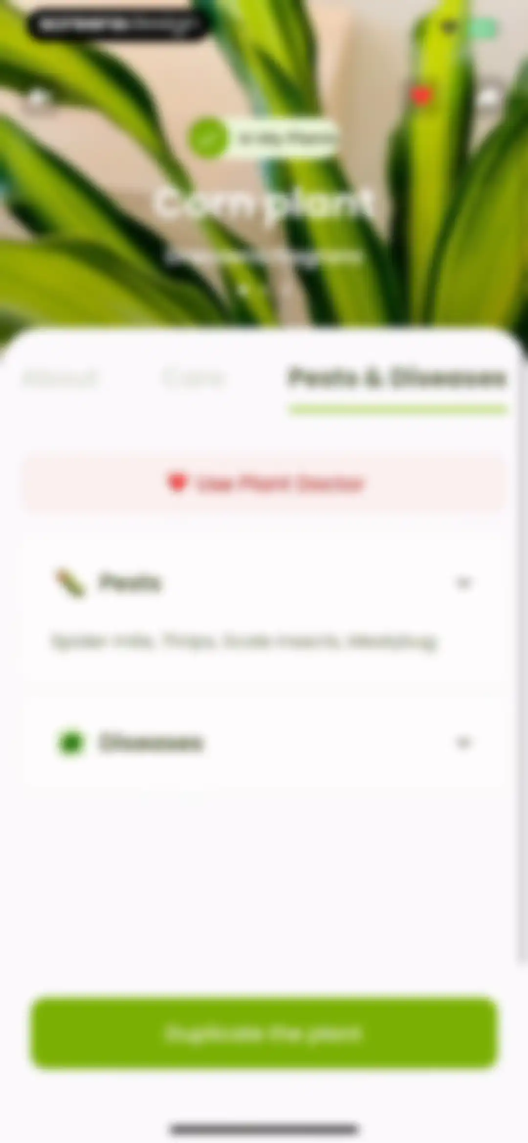 Plant Identifier & Care: Ficus screen 31