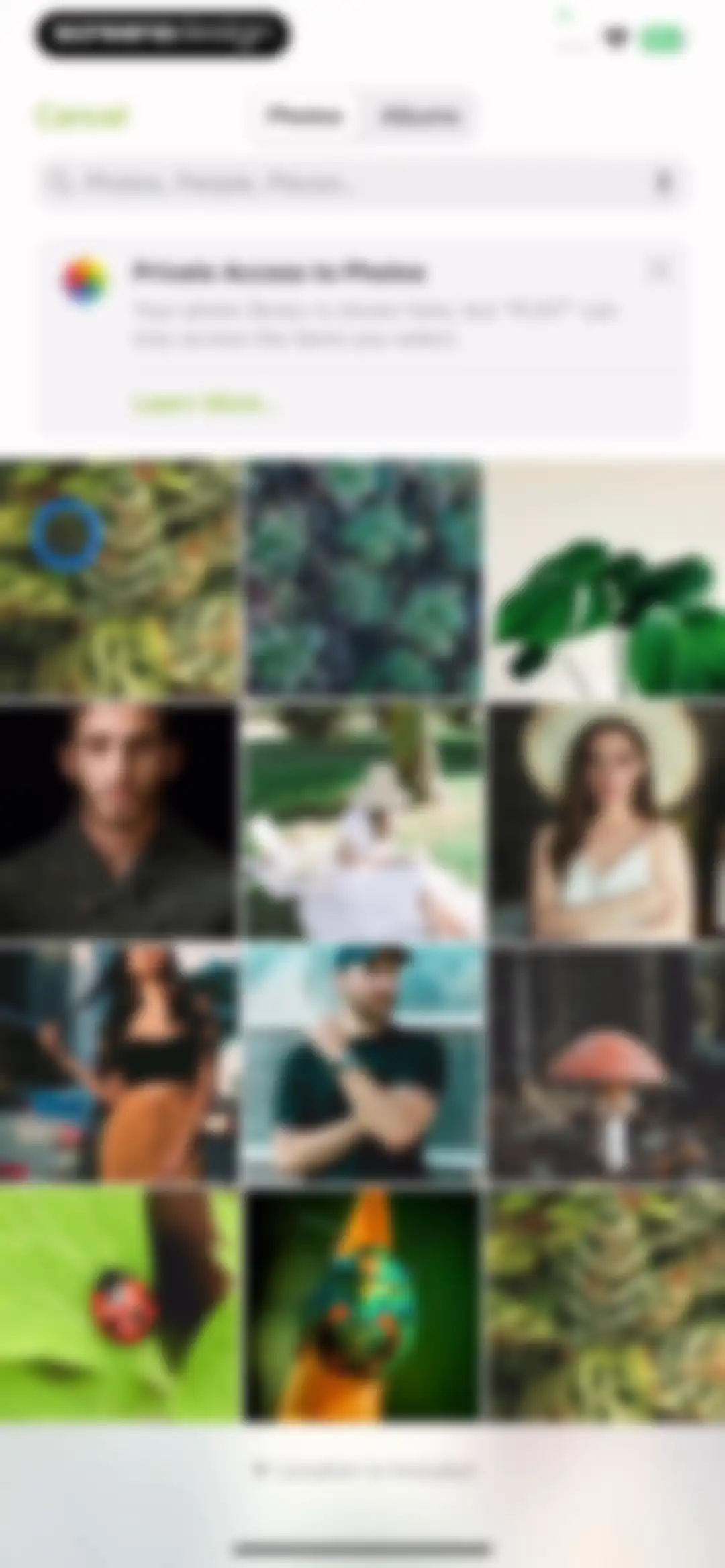 Plant Identifier & Care: Ficus screen 51
