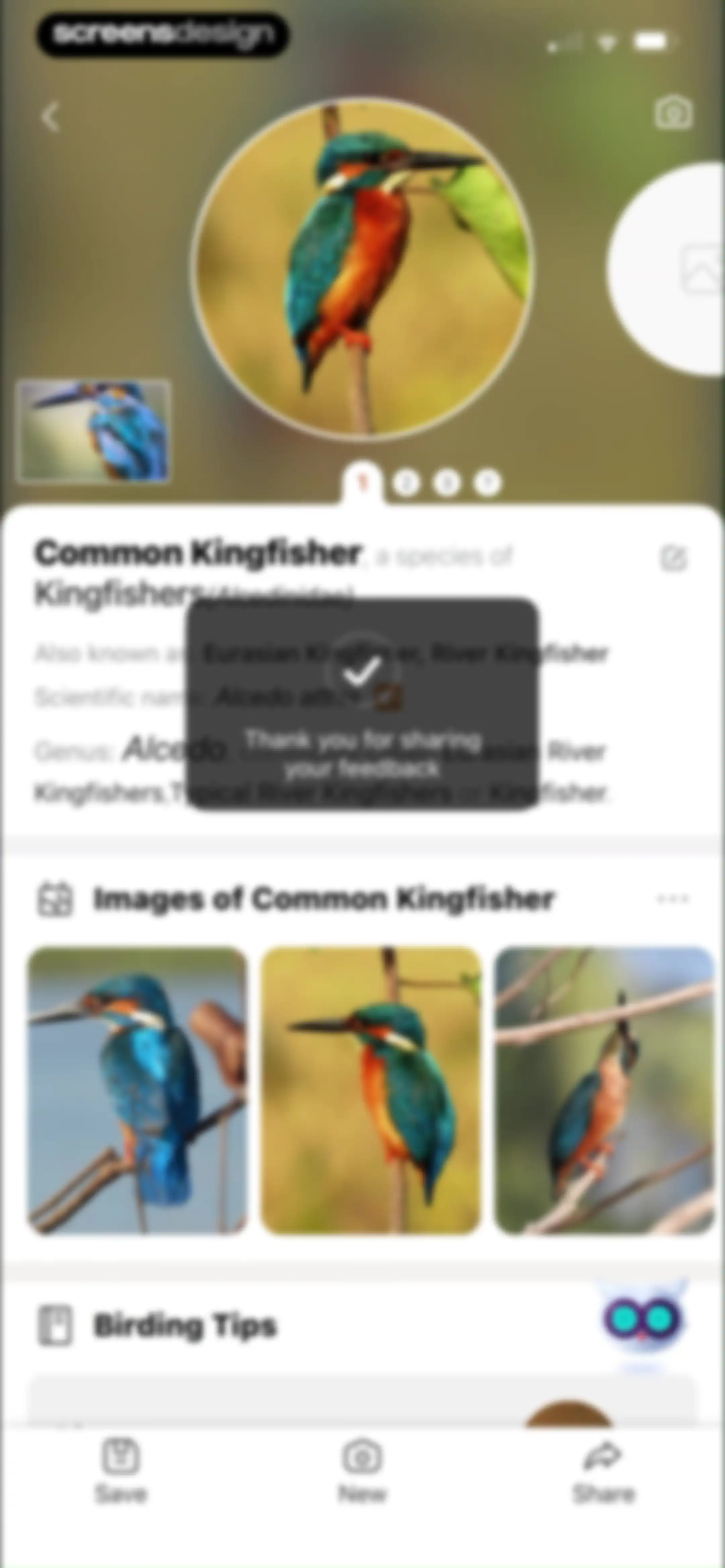 Picture Bird: Bird identifier screen 34