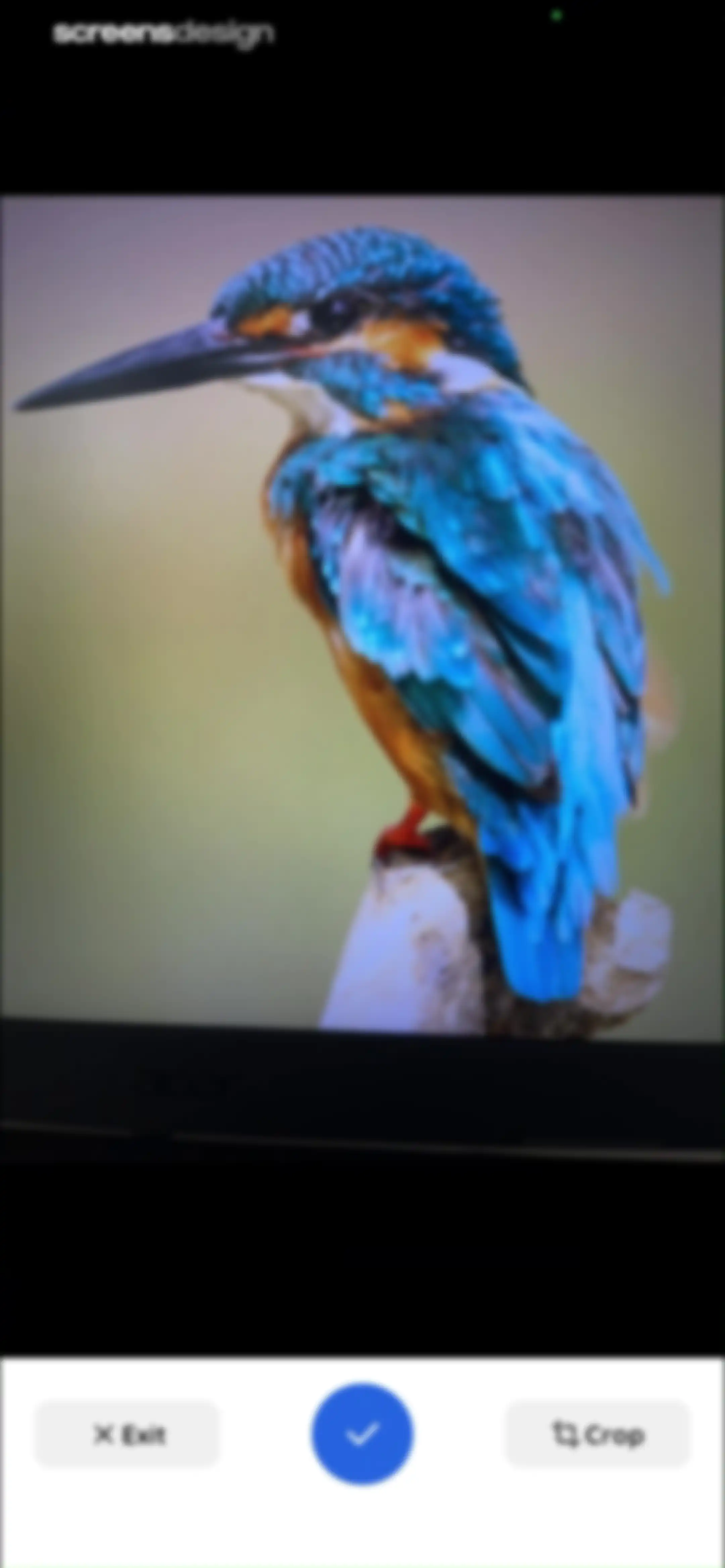 Lens: Translate & Image Search screen 17