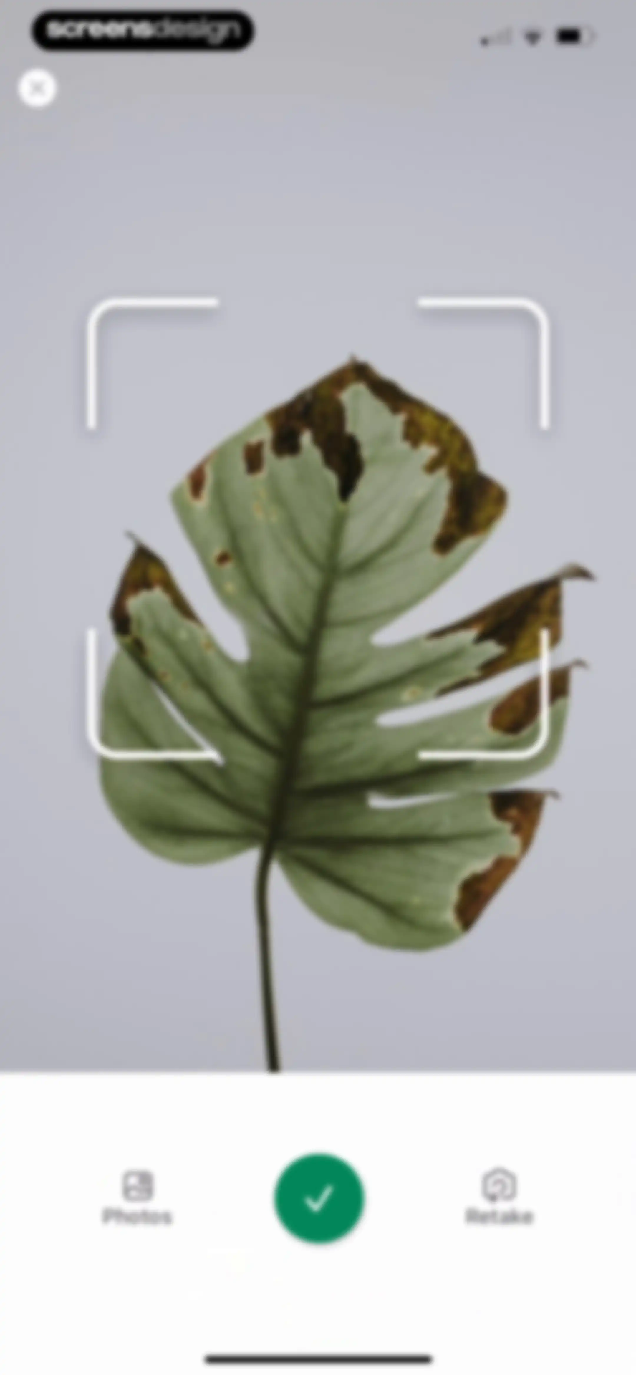 Identify My Plant Now screen 46