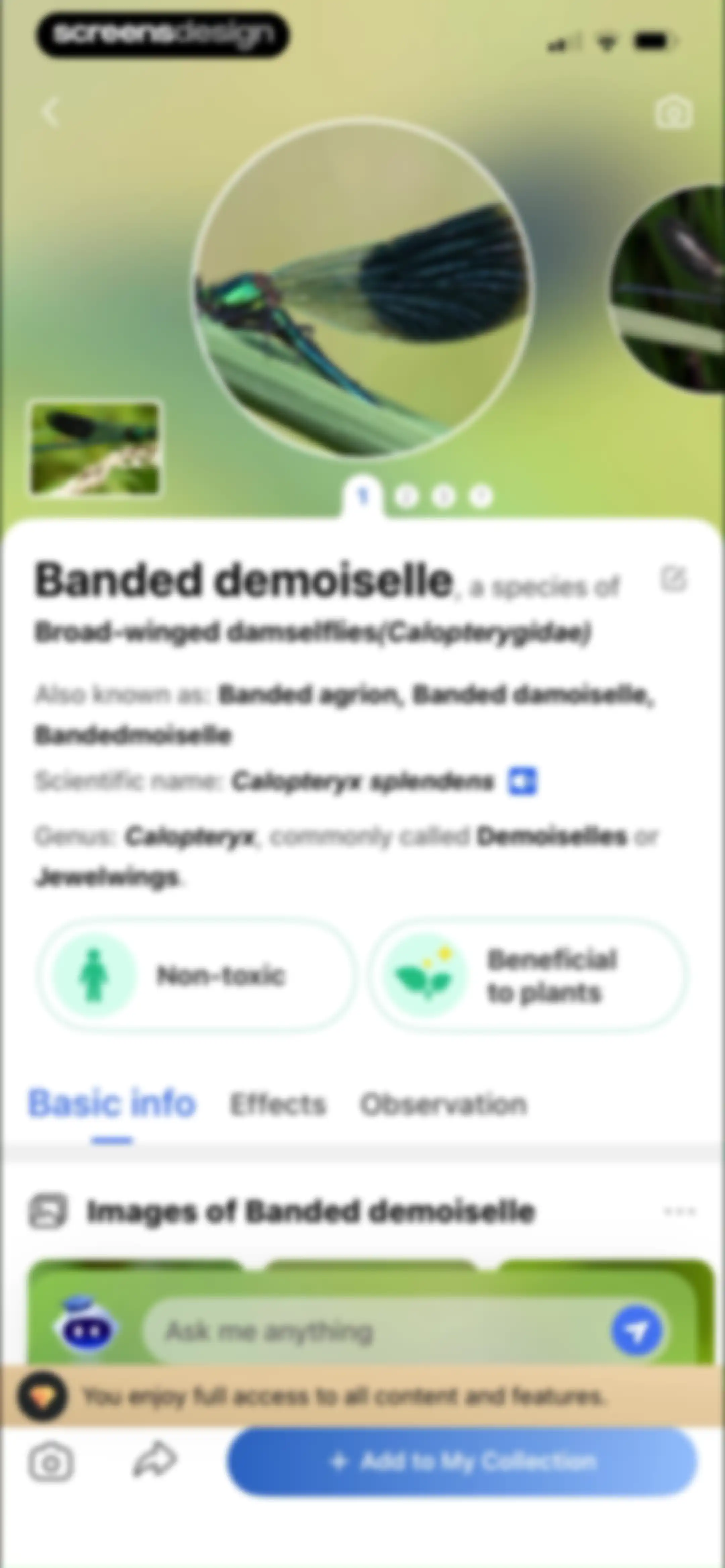 Picture Insect: Bug Identifier screen 94