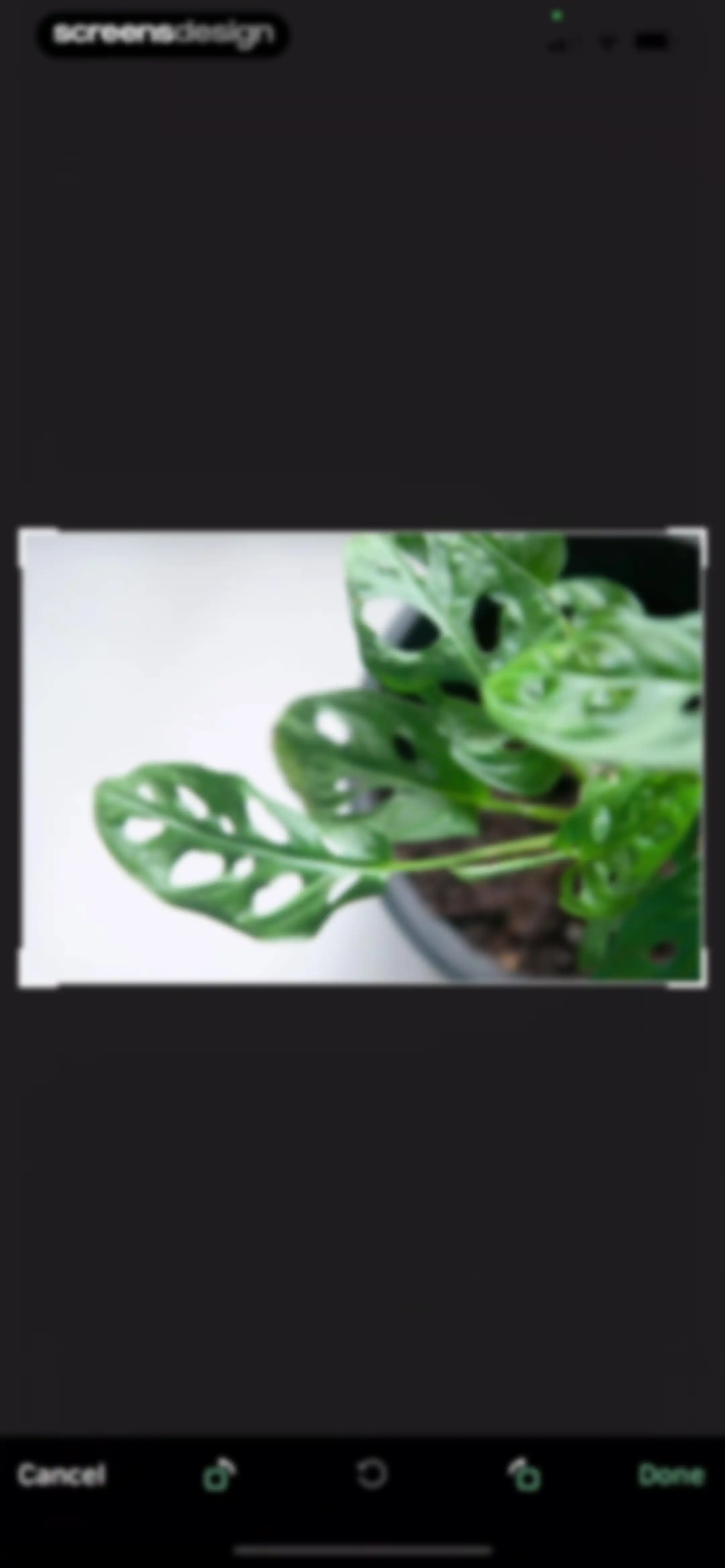 Blossom - Plant Care Guide screen 75