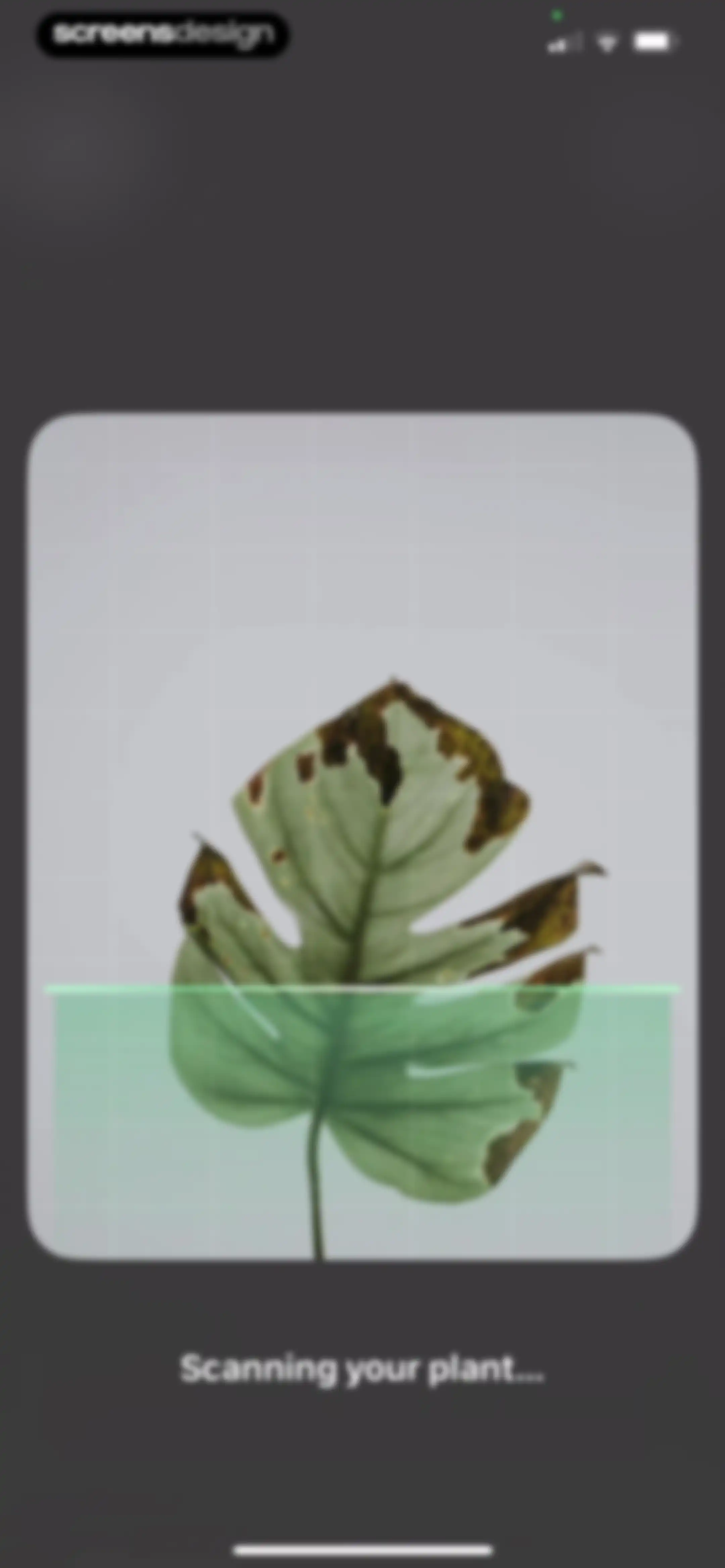 Blossom - Plant Care Guide screen 76
