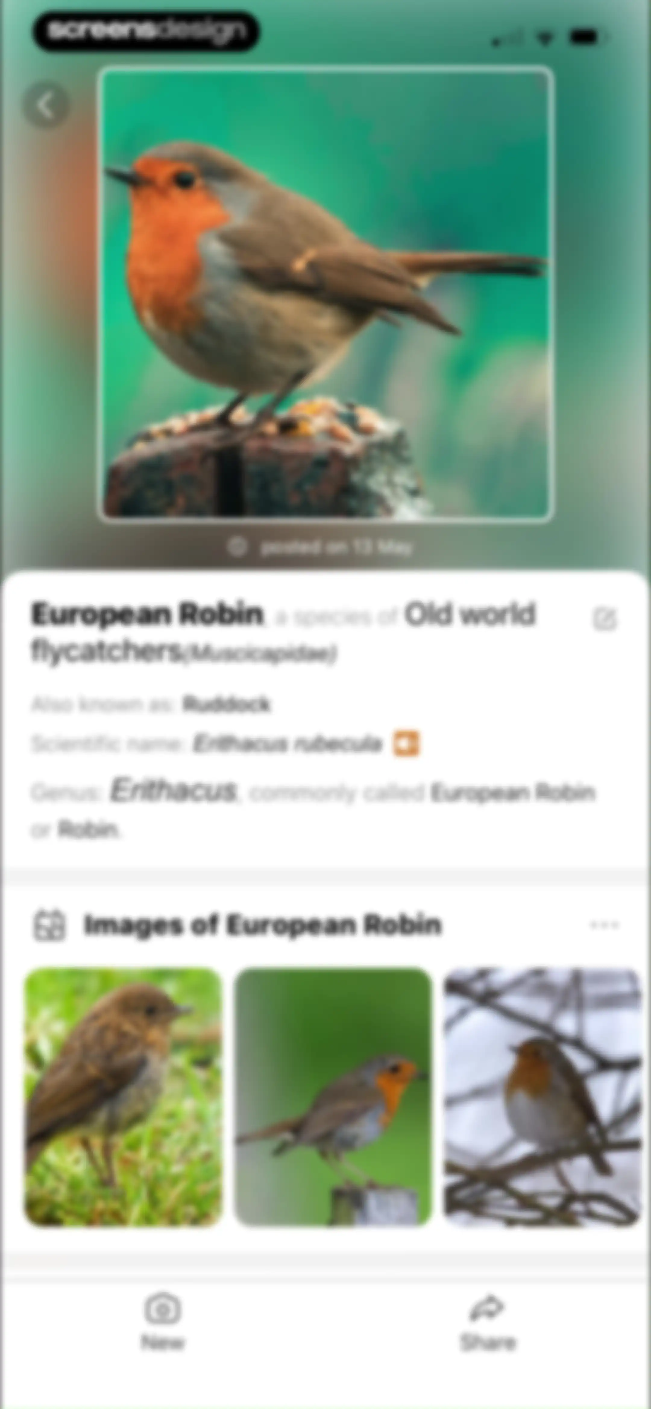 Picture Bird: Bird identifier screen 97
