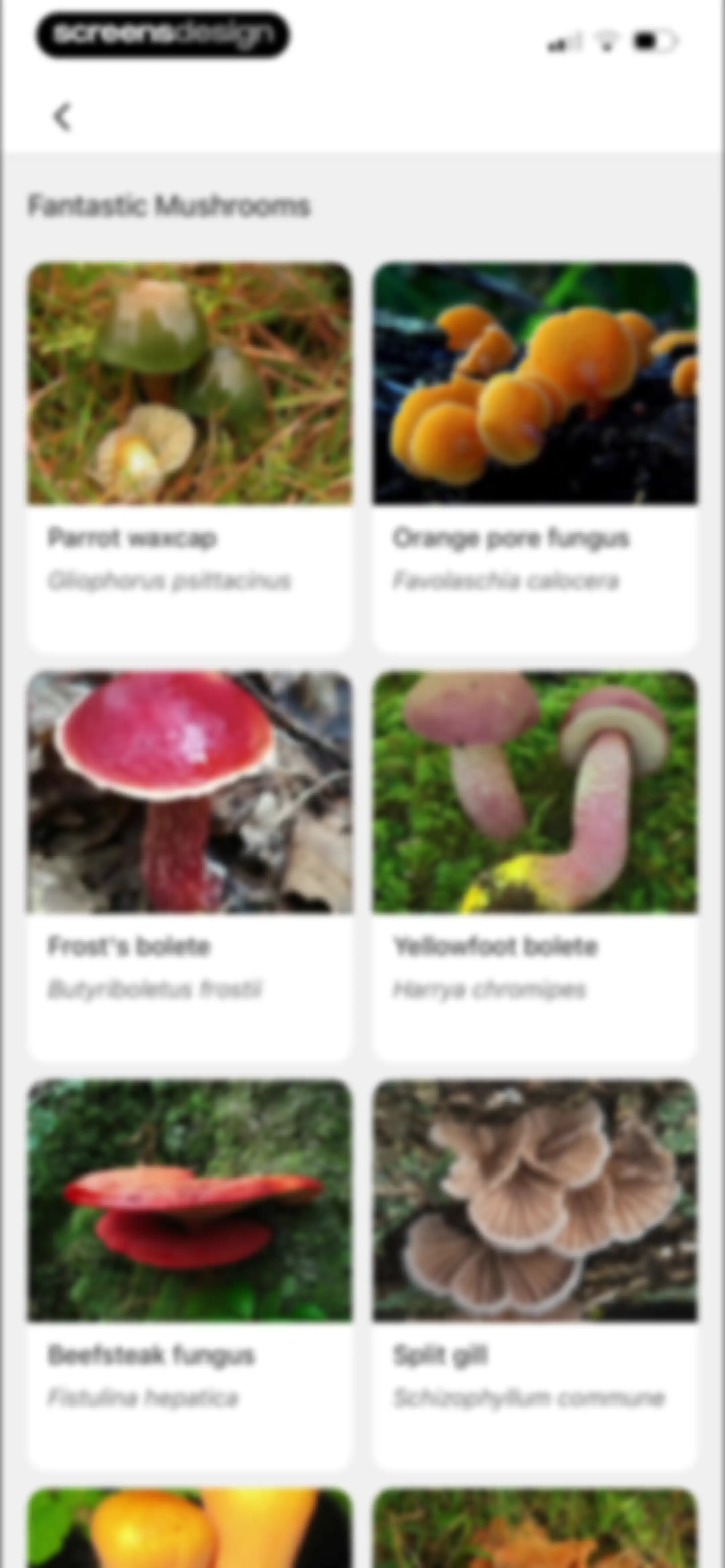 Picture Mushroom: Identifier screen 87