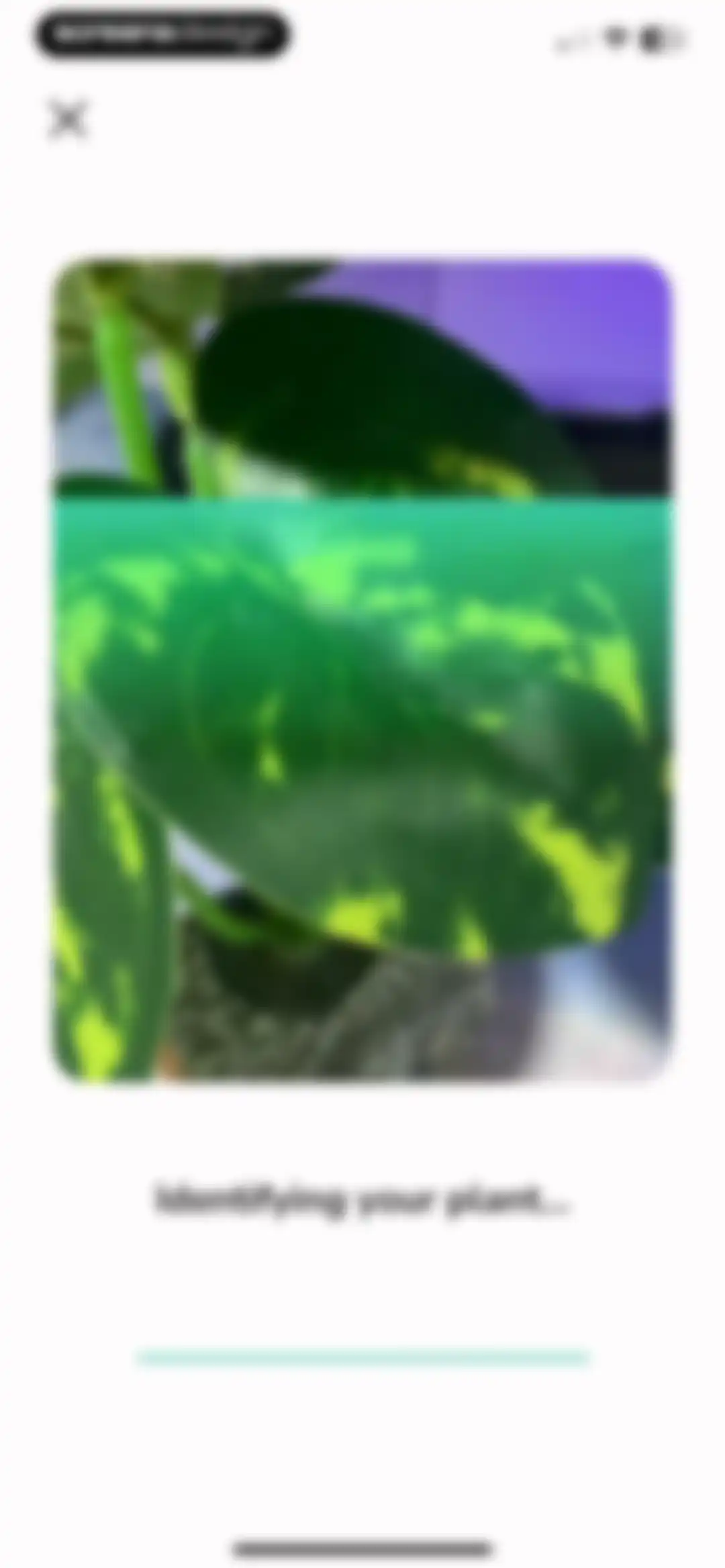 Plant Identifier - PlantMe screen 12
